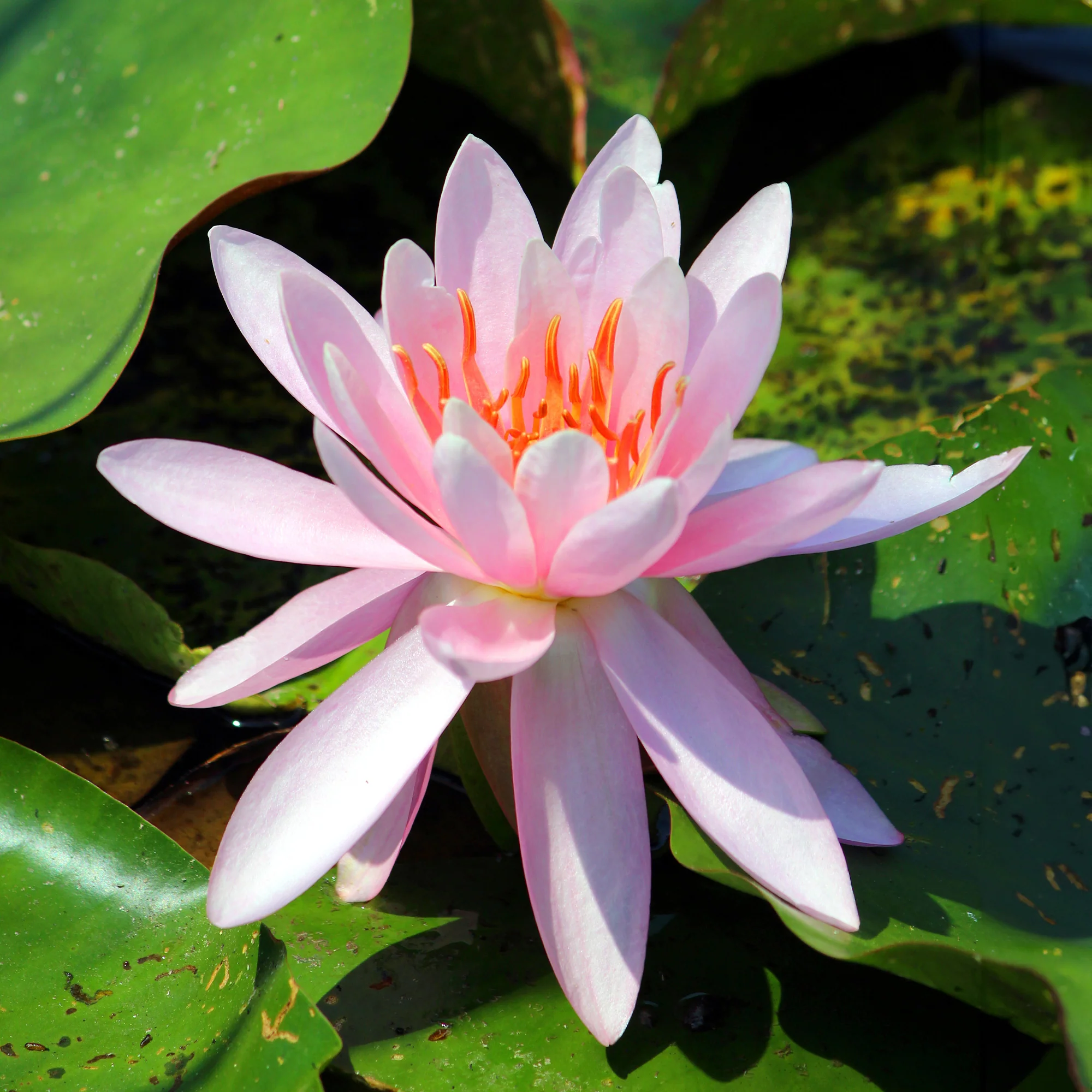 Seerose 'Laydekeri Lilacea'