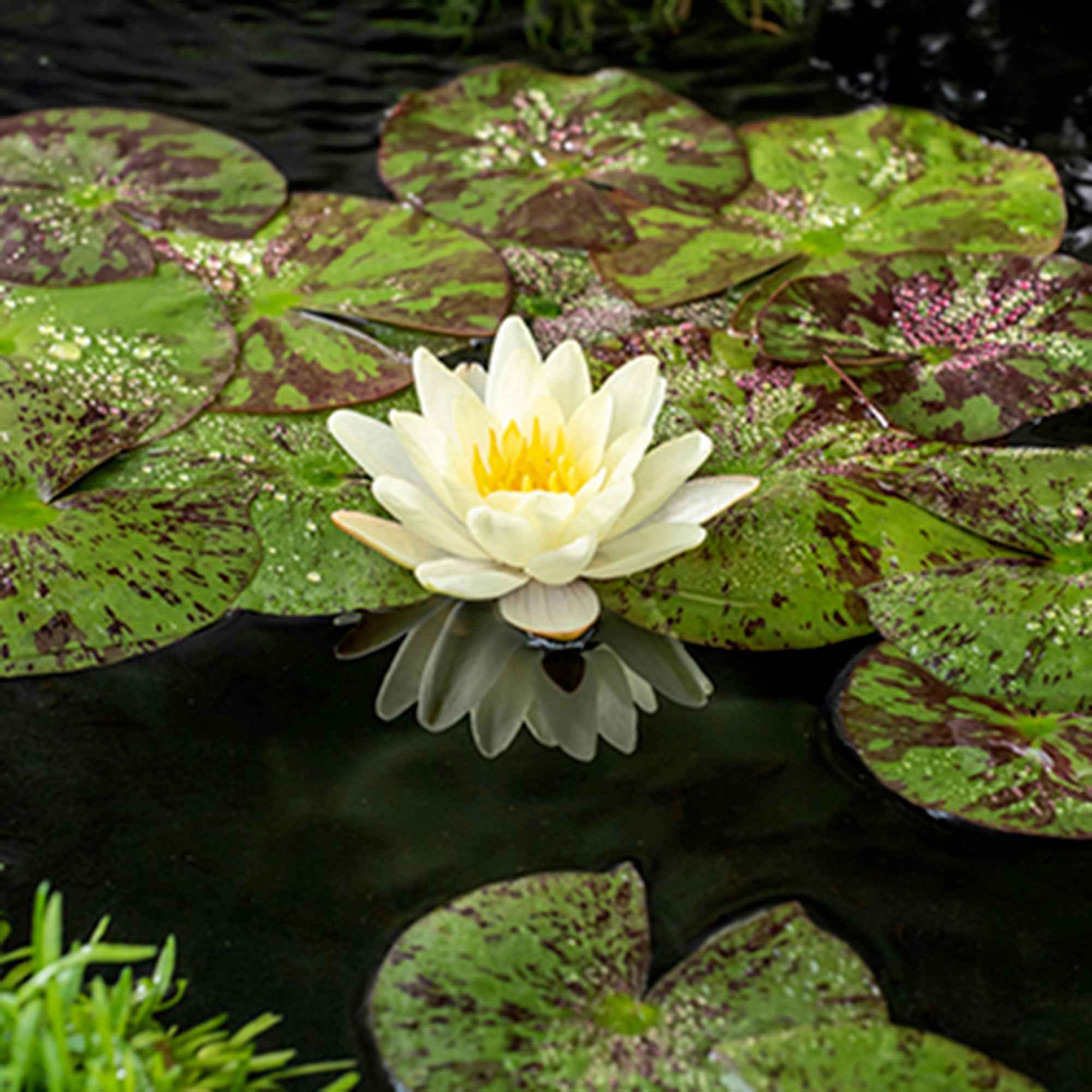Seerose 'Marliacea Chromatella' - Image 2