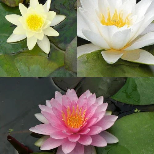 Seerose rosa-gelb-weiß (x3) - Image 2