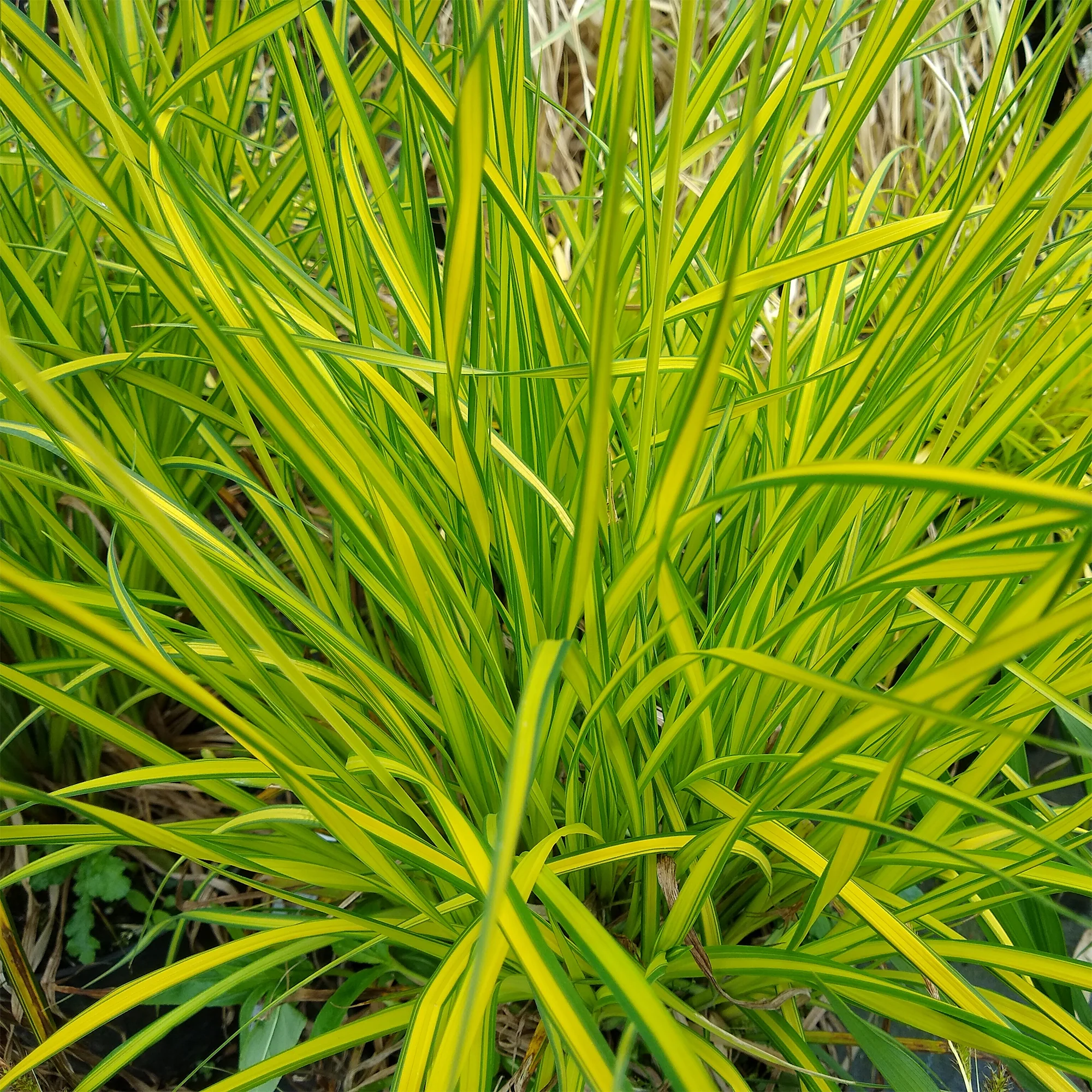 Segge ‘Aurea’