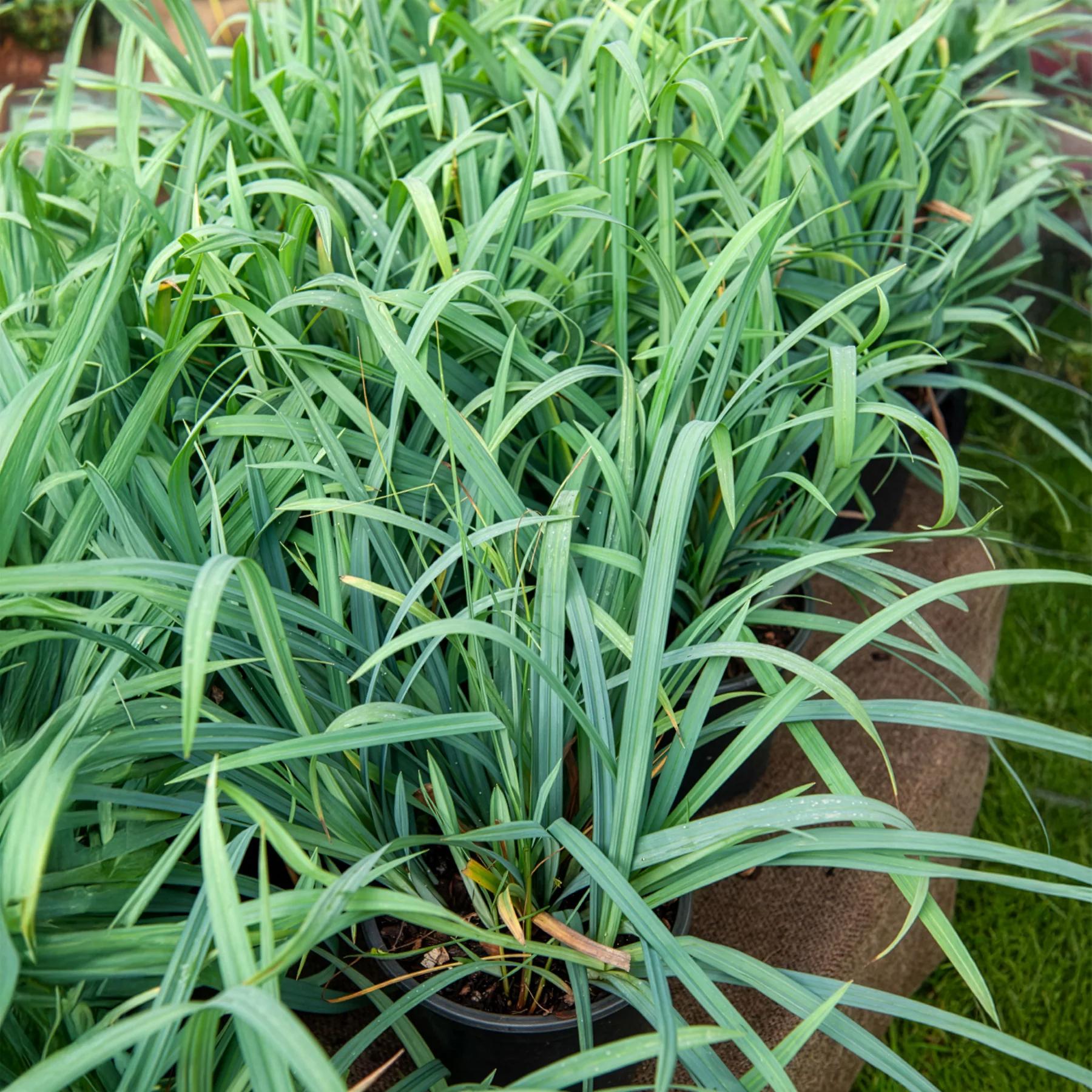 Segge ‘Bunny Blue’