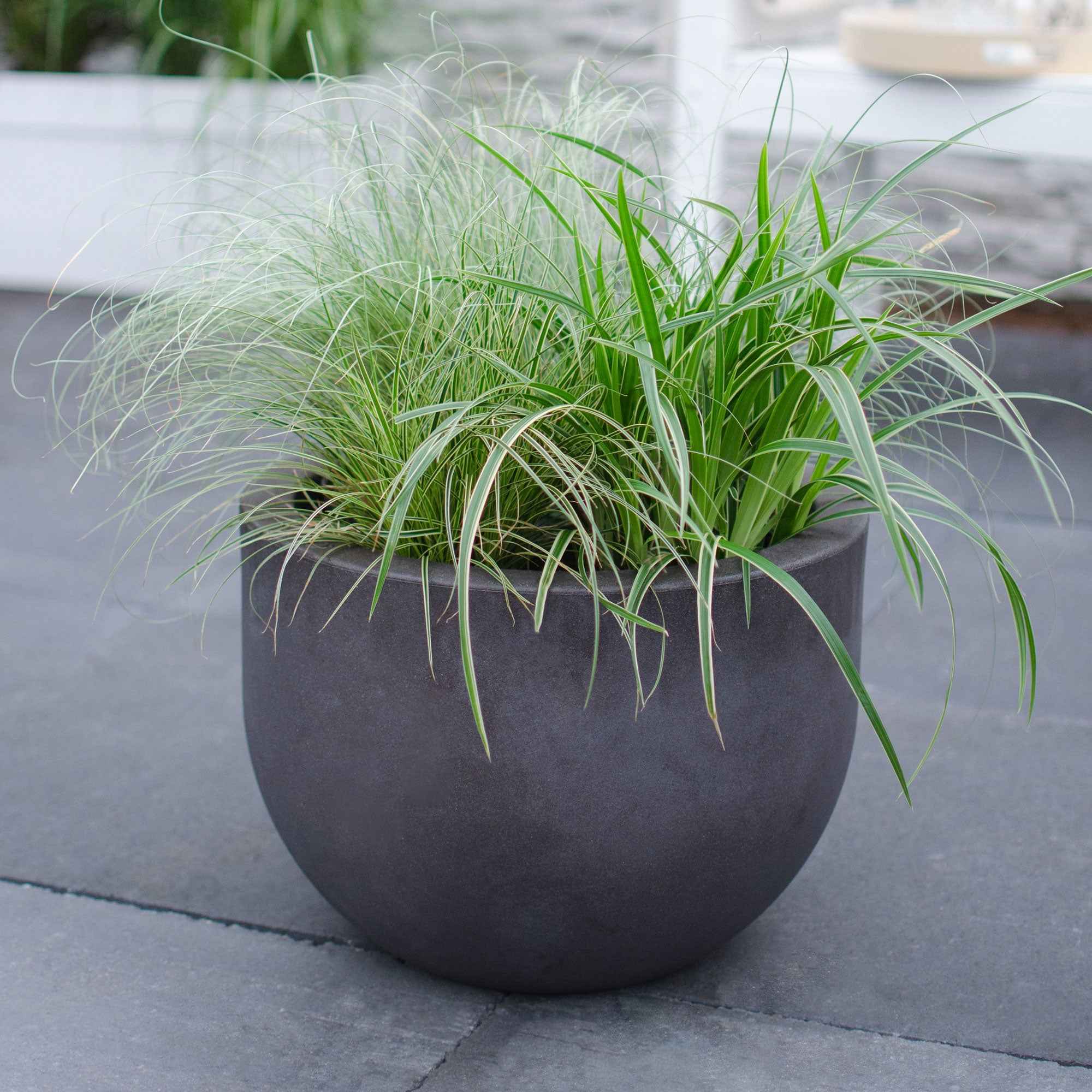 Segge 'Variegata' - Image 3