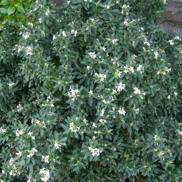 Seidelbast ‘Eternal Fragrance’ - Image 2
