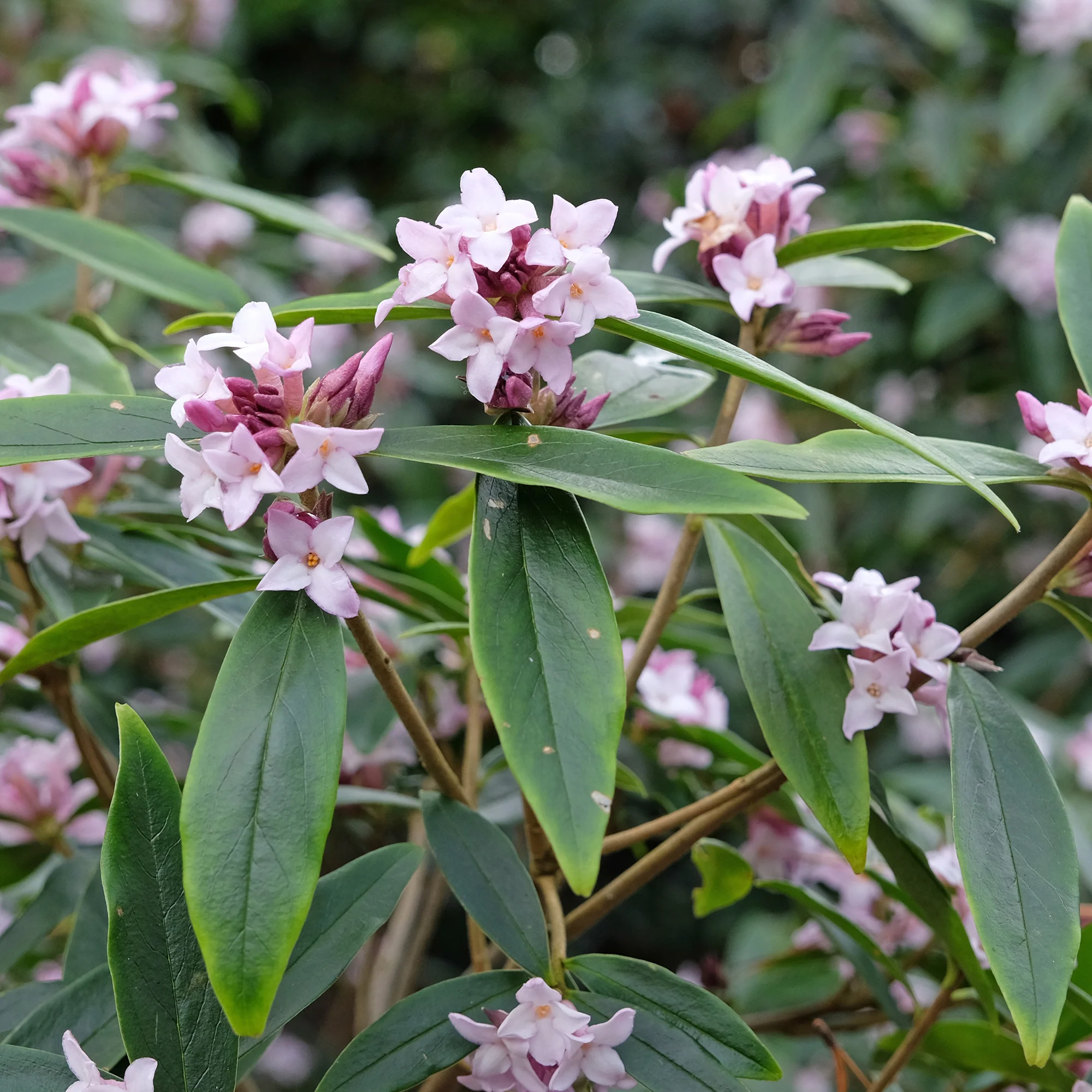 Seidelbast Spring Beauty