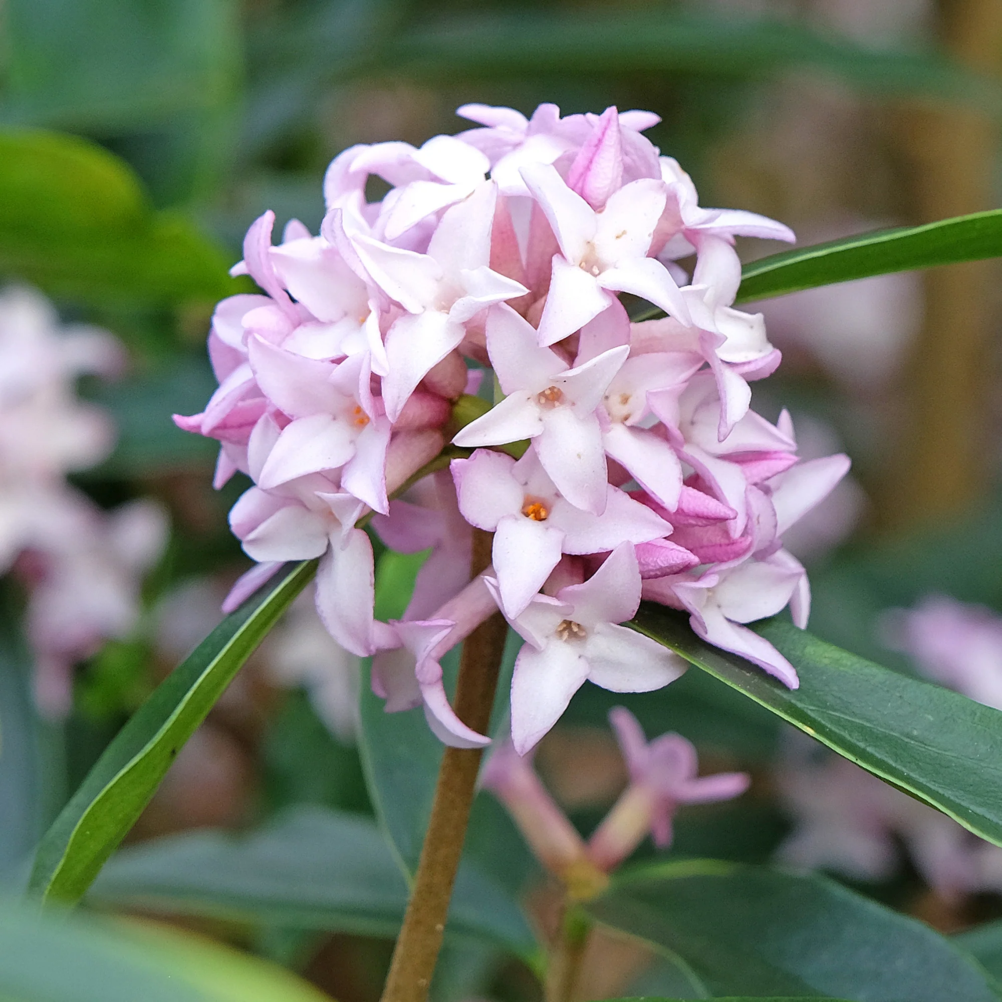 Seidelbast Spring Beauty - Image 2