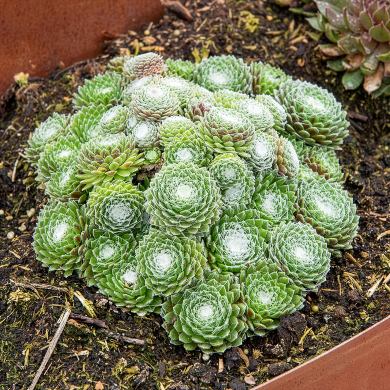 Sempervivum Chick Charms ® Cotton Candy - Image 3