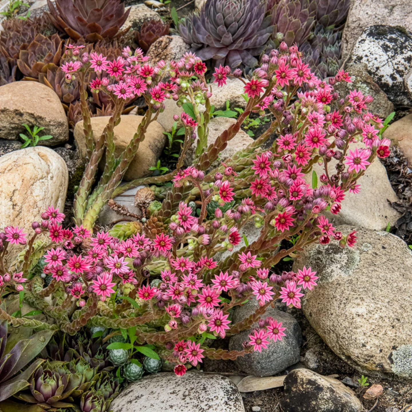 Sempervivum Chick Charms ® Cotton Candy - Image 4