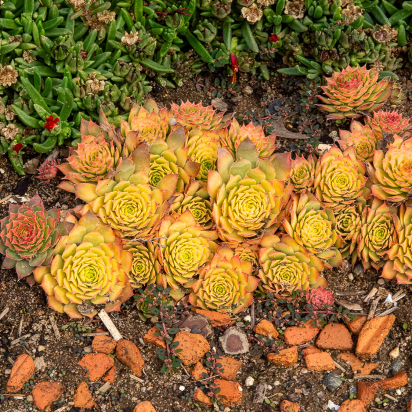 Sempervivum Chick Charms ® Gold Nugget - Image 2