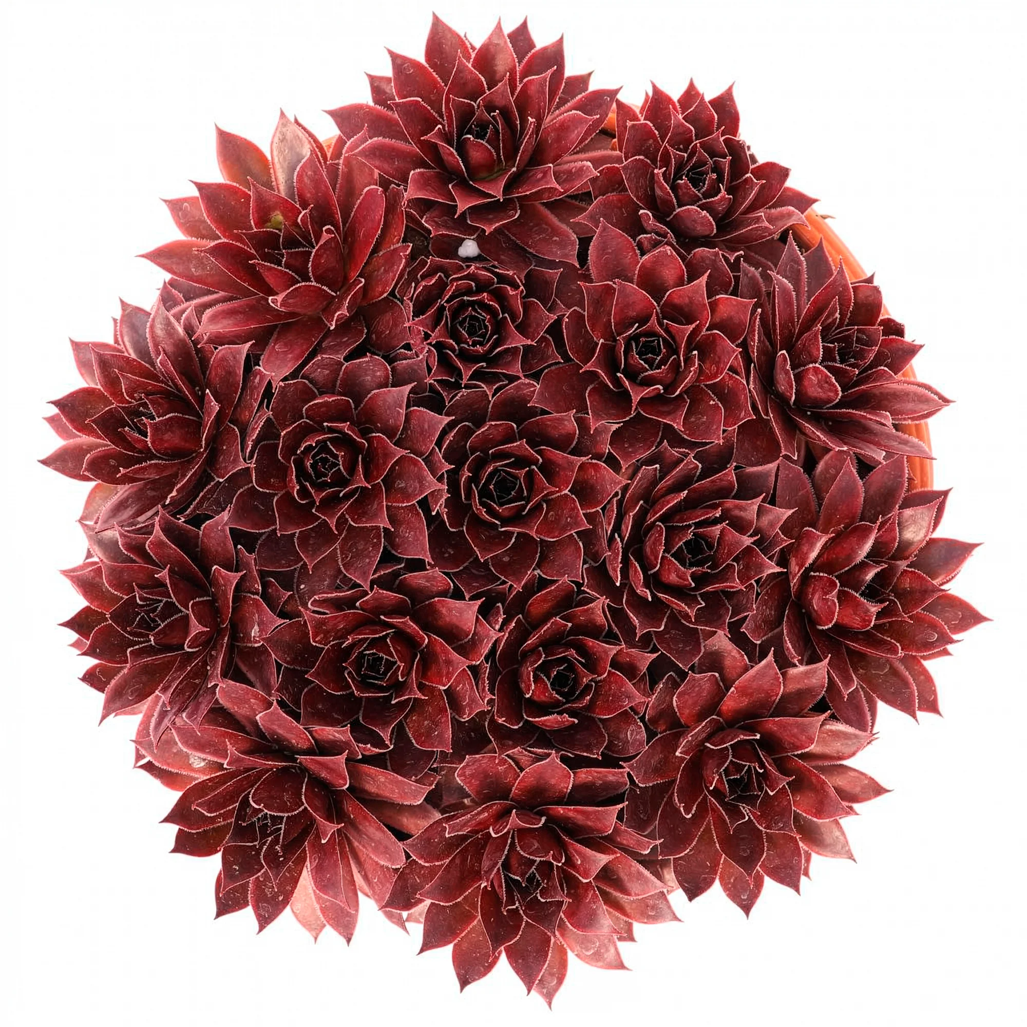 Sempervivum Chick Charms ® Strawberry Kiwi - Image 3