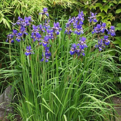 Sibirische Schwertlilie - Image 3