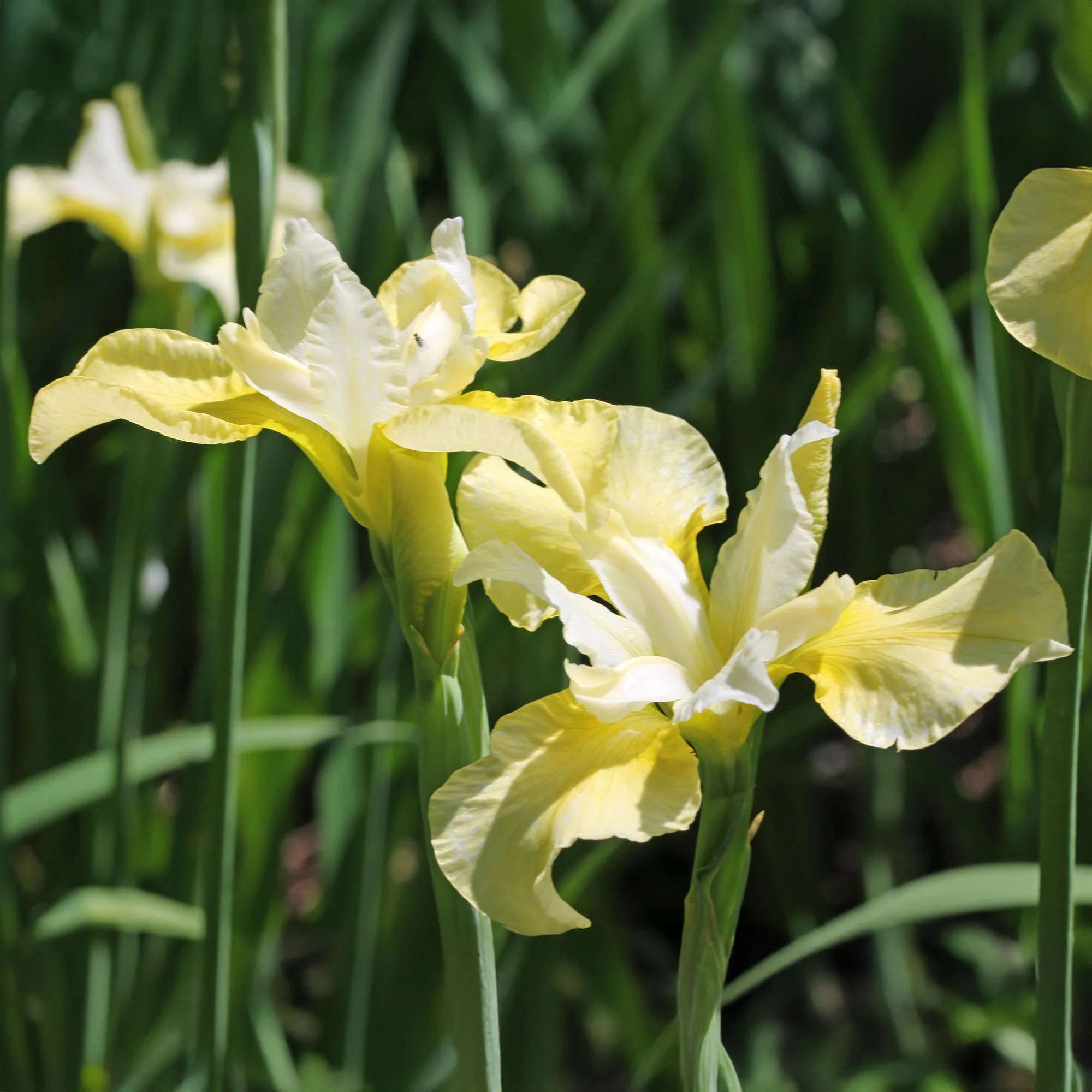 Sibirische Schwertlilie Butter and Sugar - Image 3