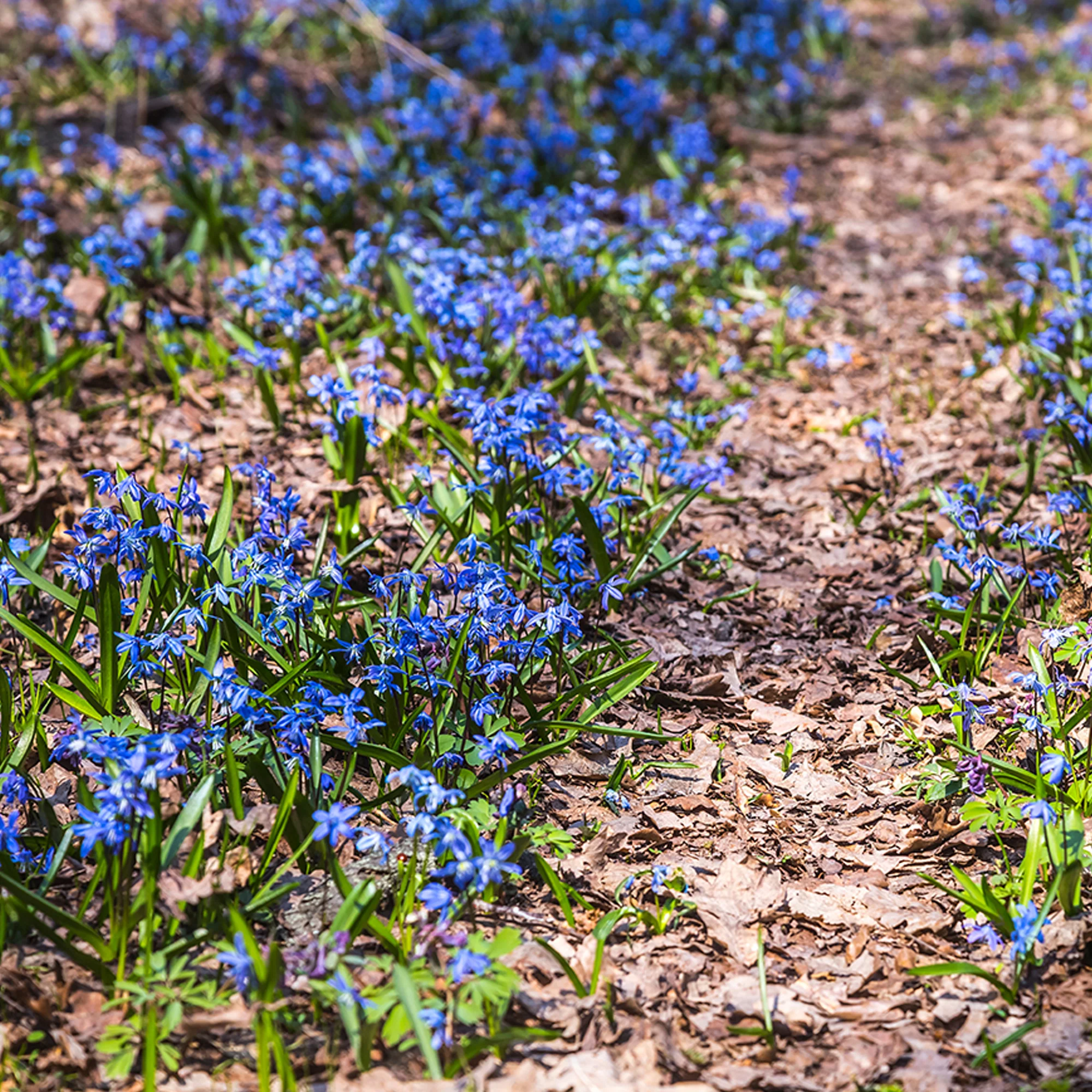 Sibirischer Blaustern - Image 3