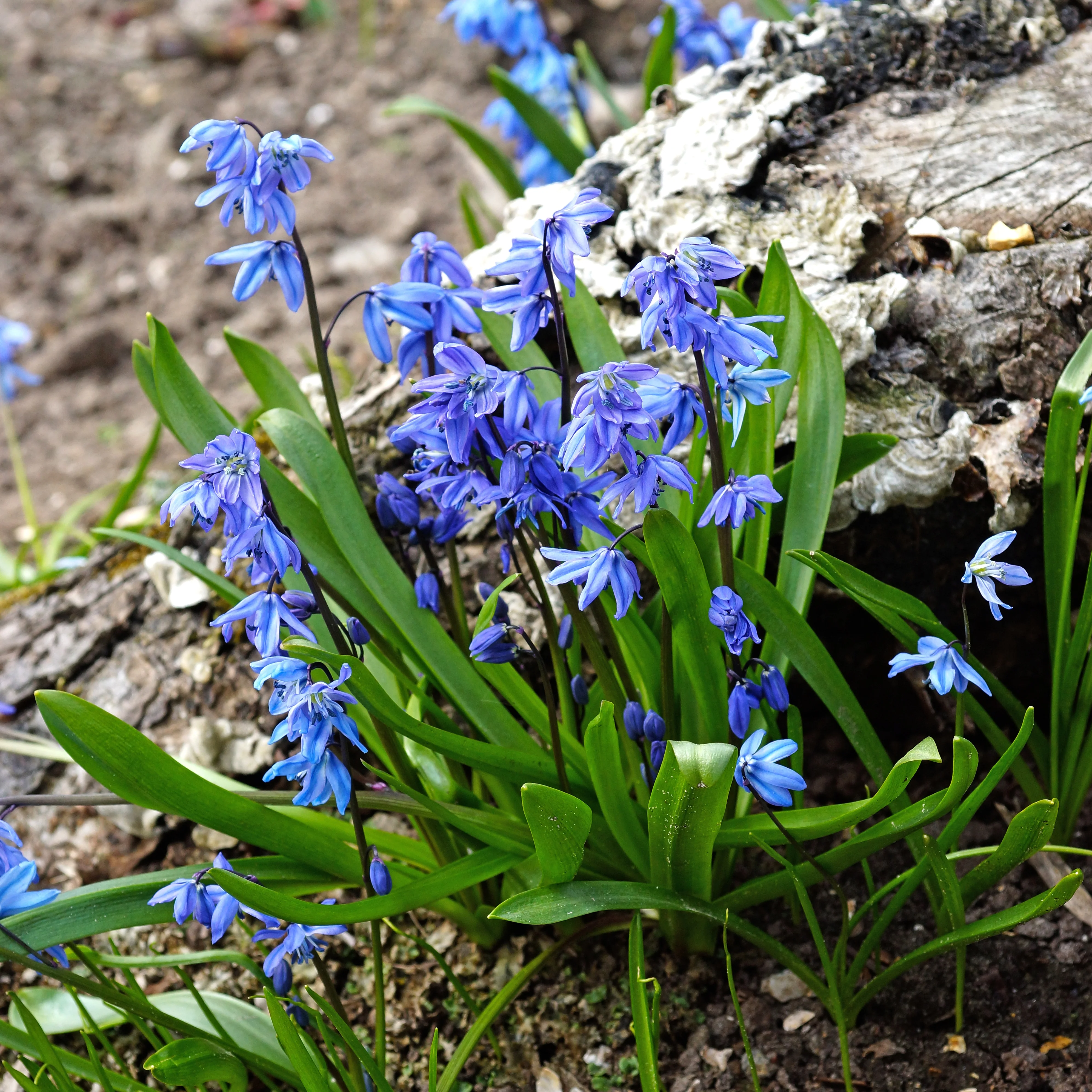 Sibirischer Blaustern - Image 4