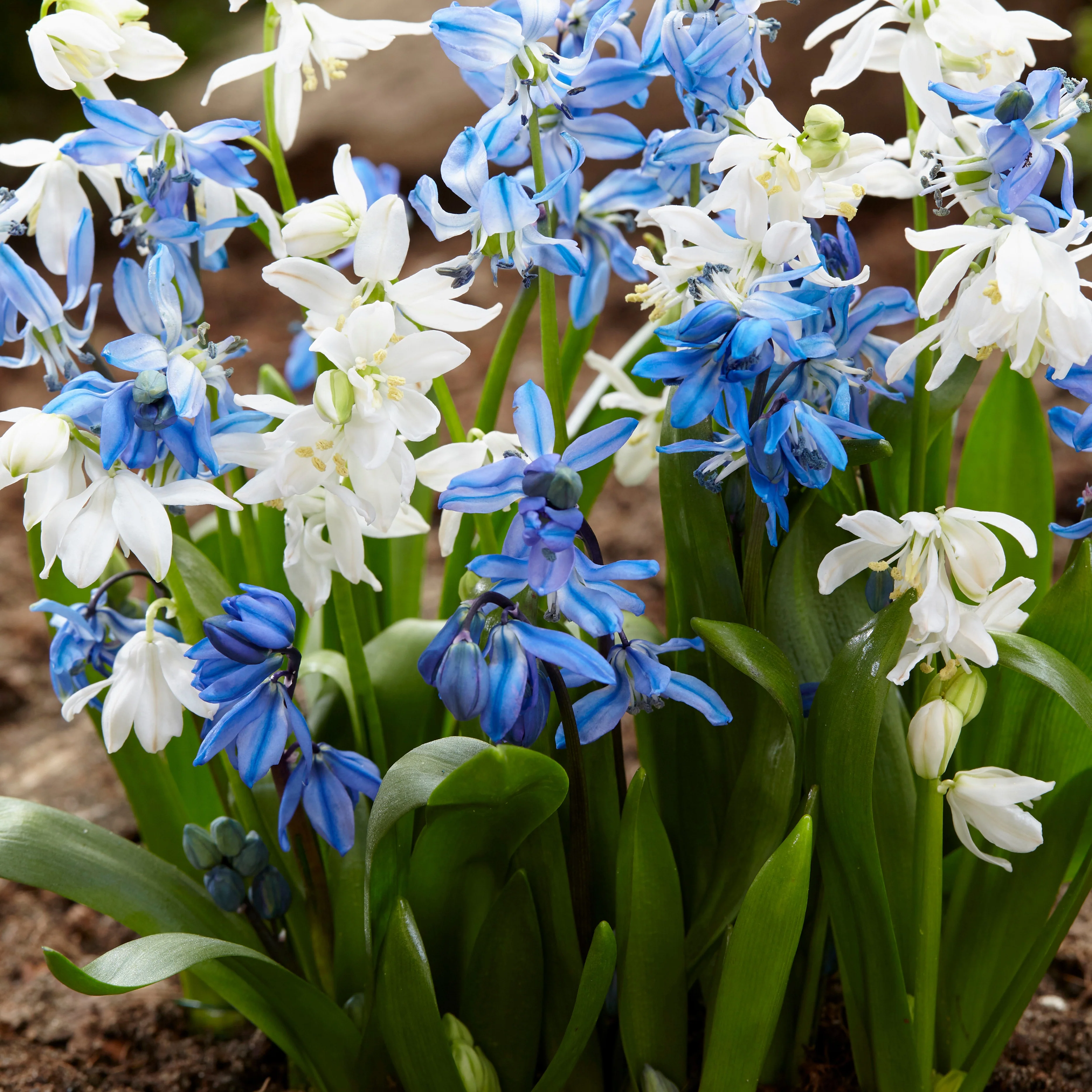 Sibirischer Blaustern - Image 5