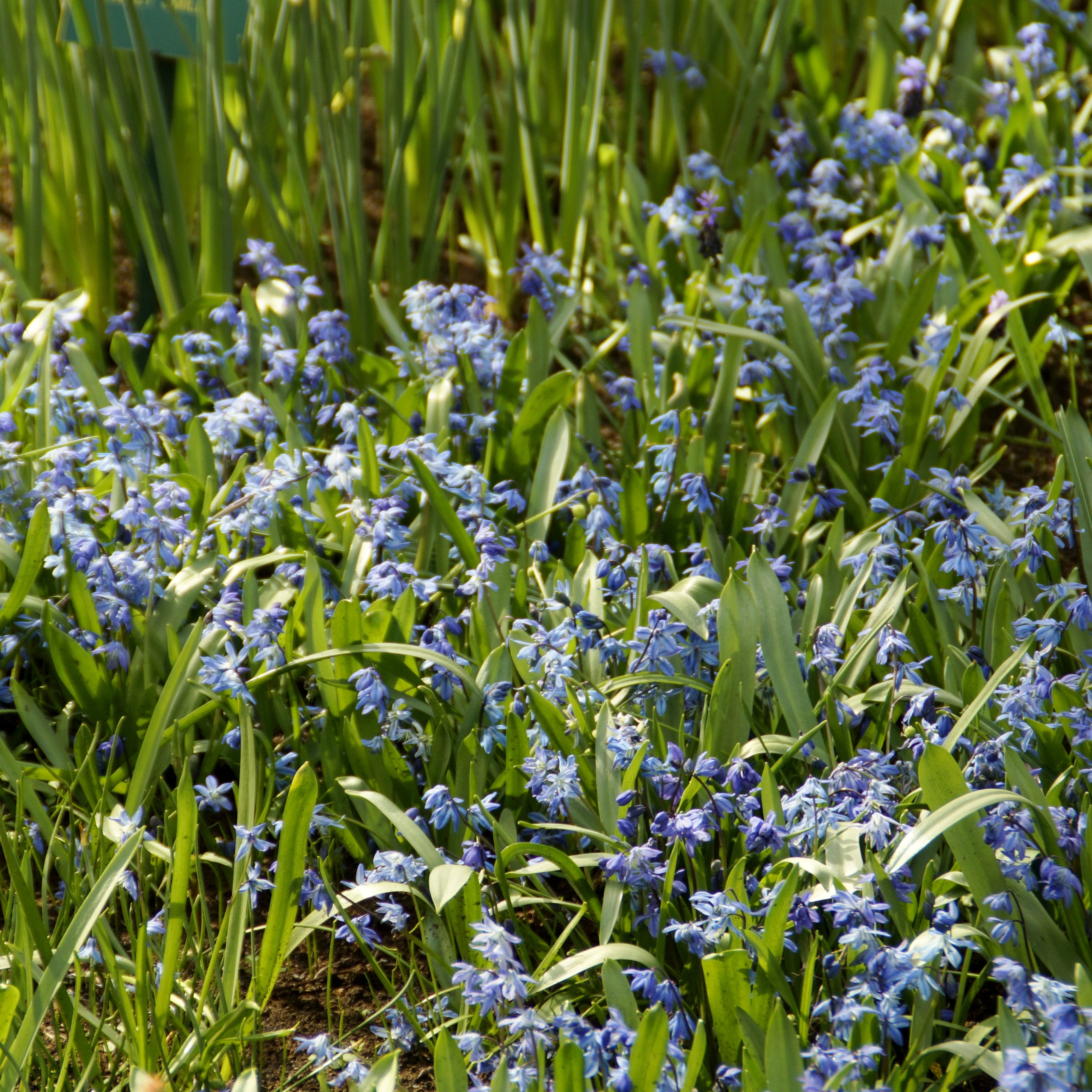 Sibirischer Blaustern - Image 6