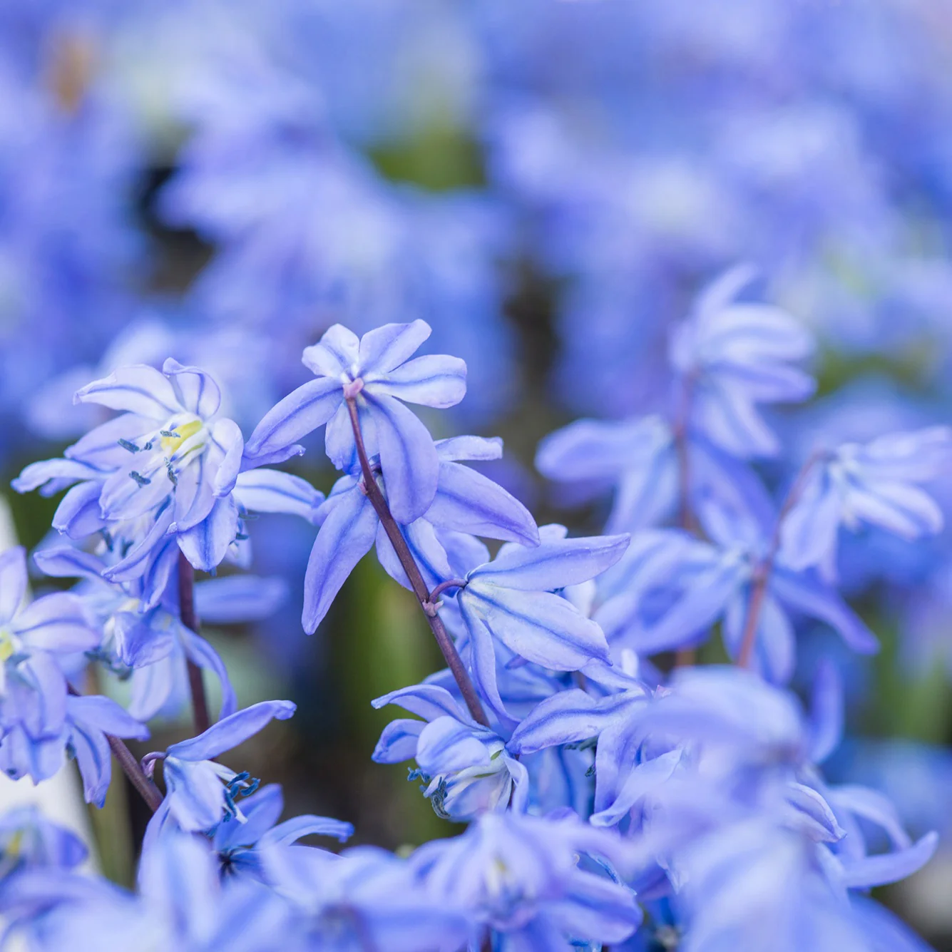 Sibirischer Blaustern - Image 7