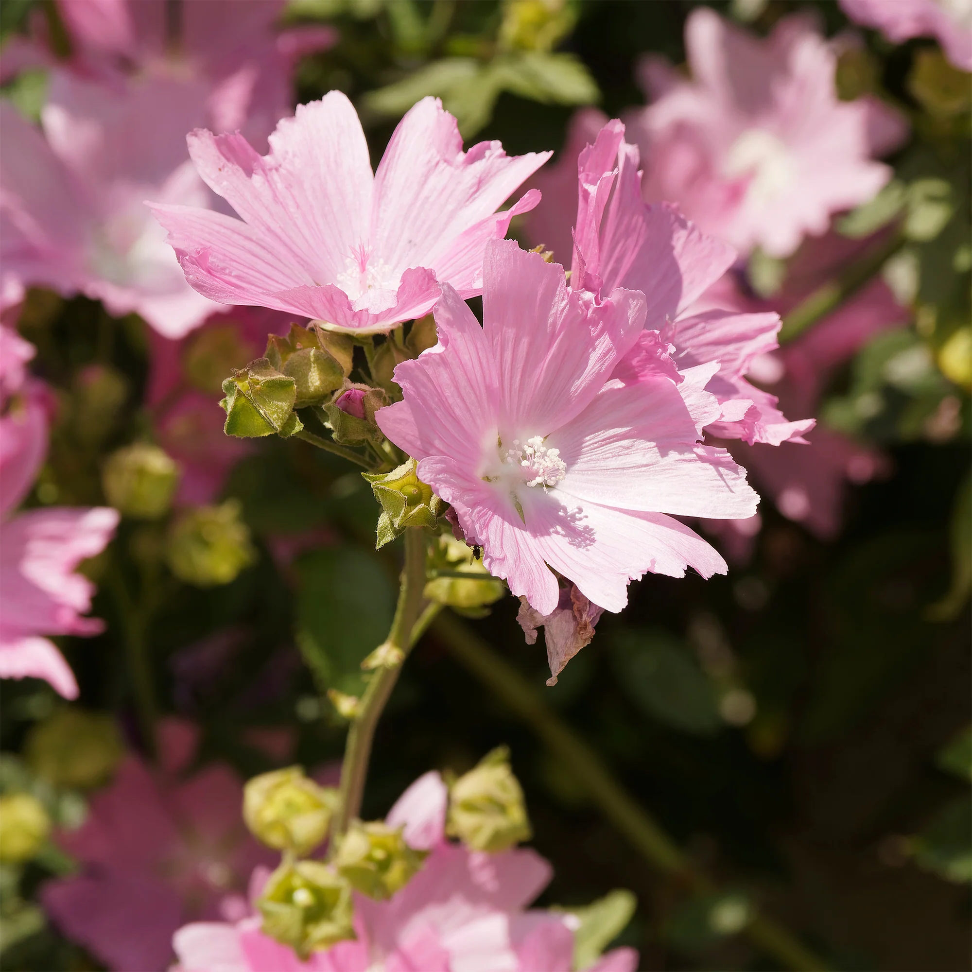 Sigmarskraut 'Fastigiata'