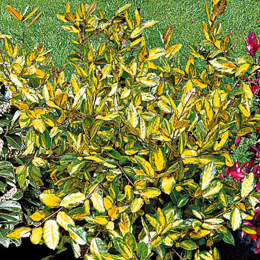 Silber-Ölweide ‘Maculata’ - Image 3