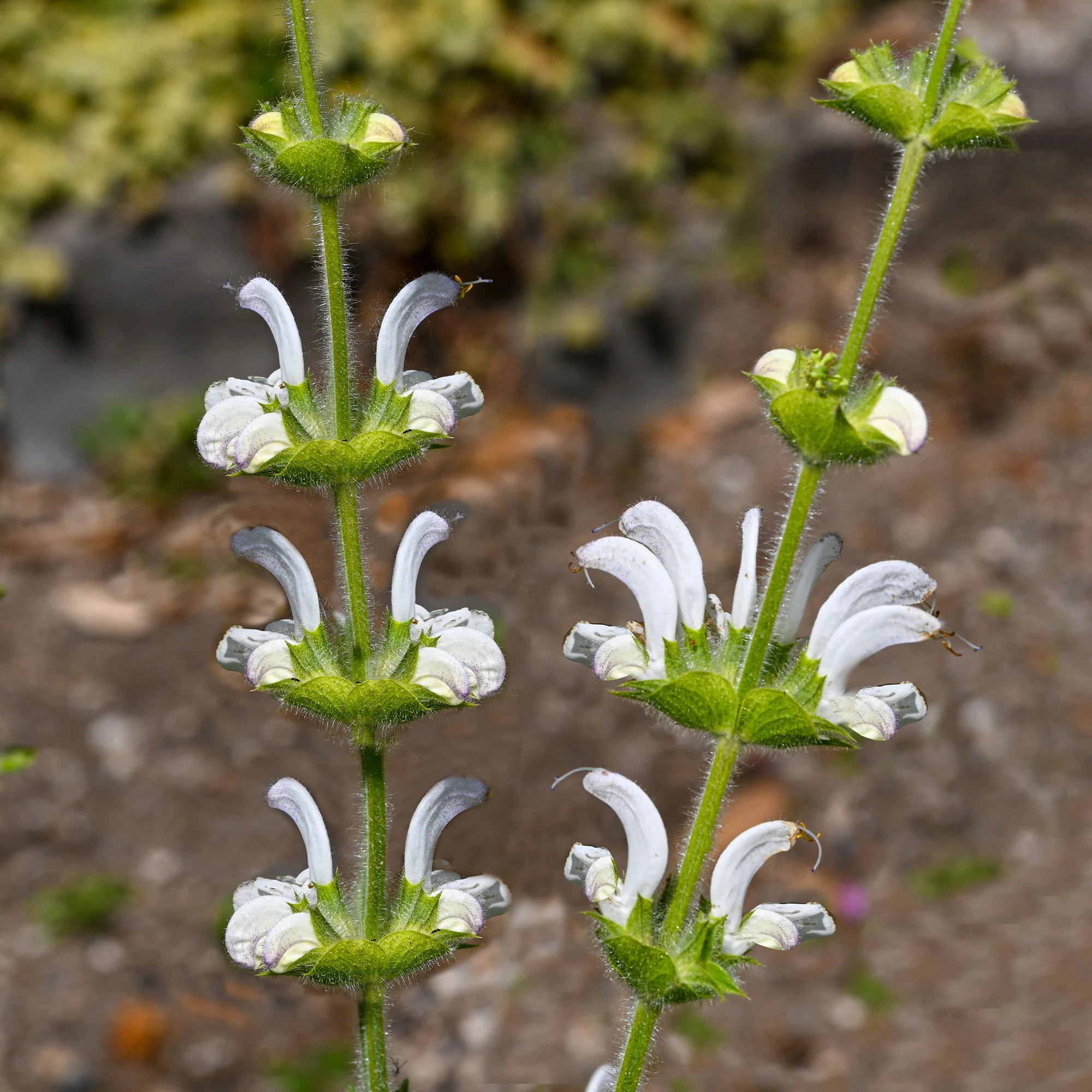 Silber Salbei - Image 3