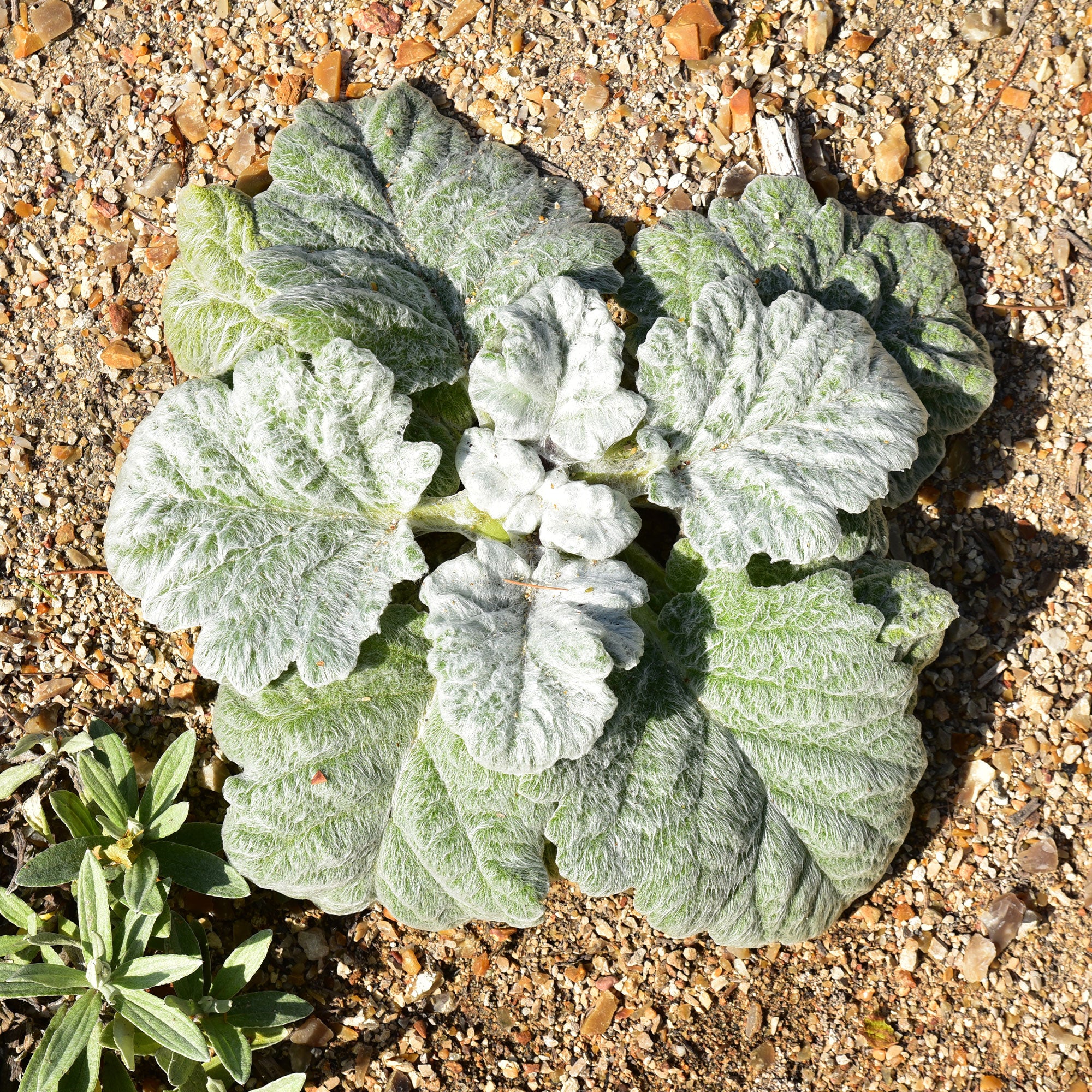 Silber Salbei - Image 4