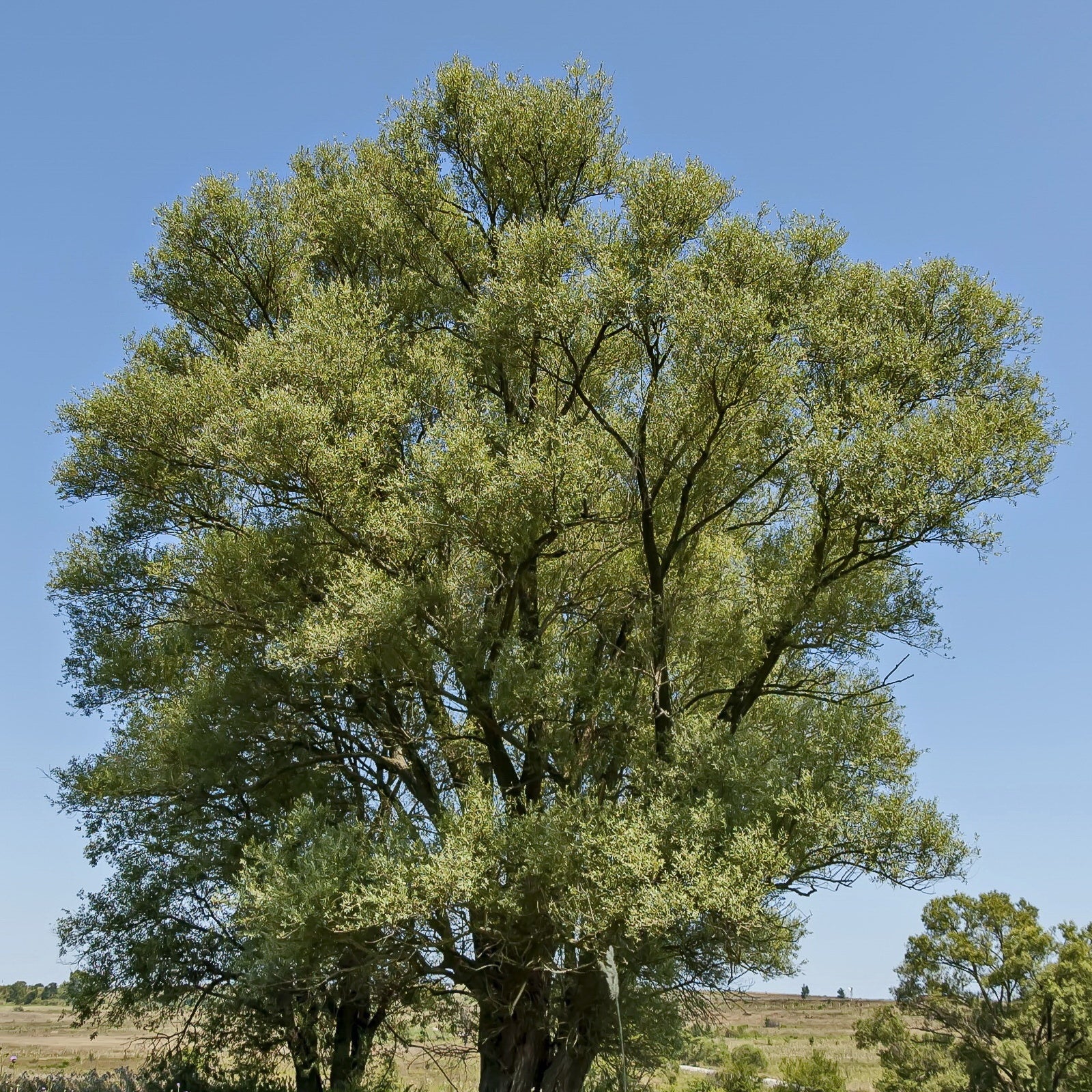 Silberweide - Image 3