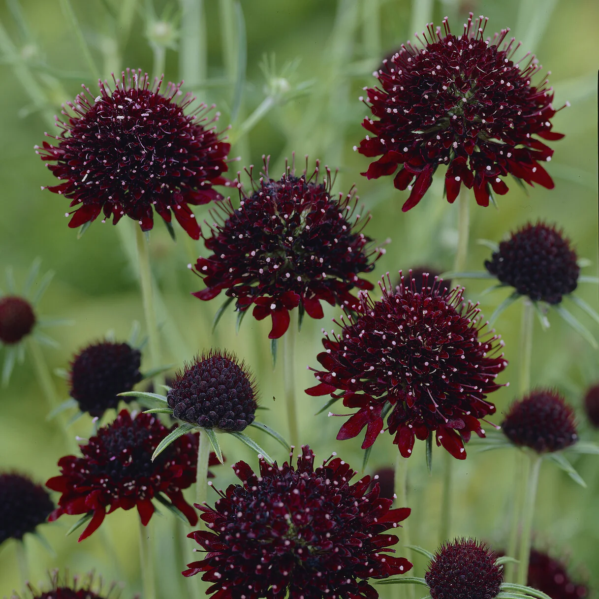 Skabiose ‘Chile Black’ - Image 2