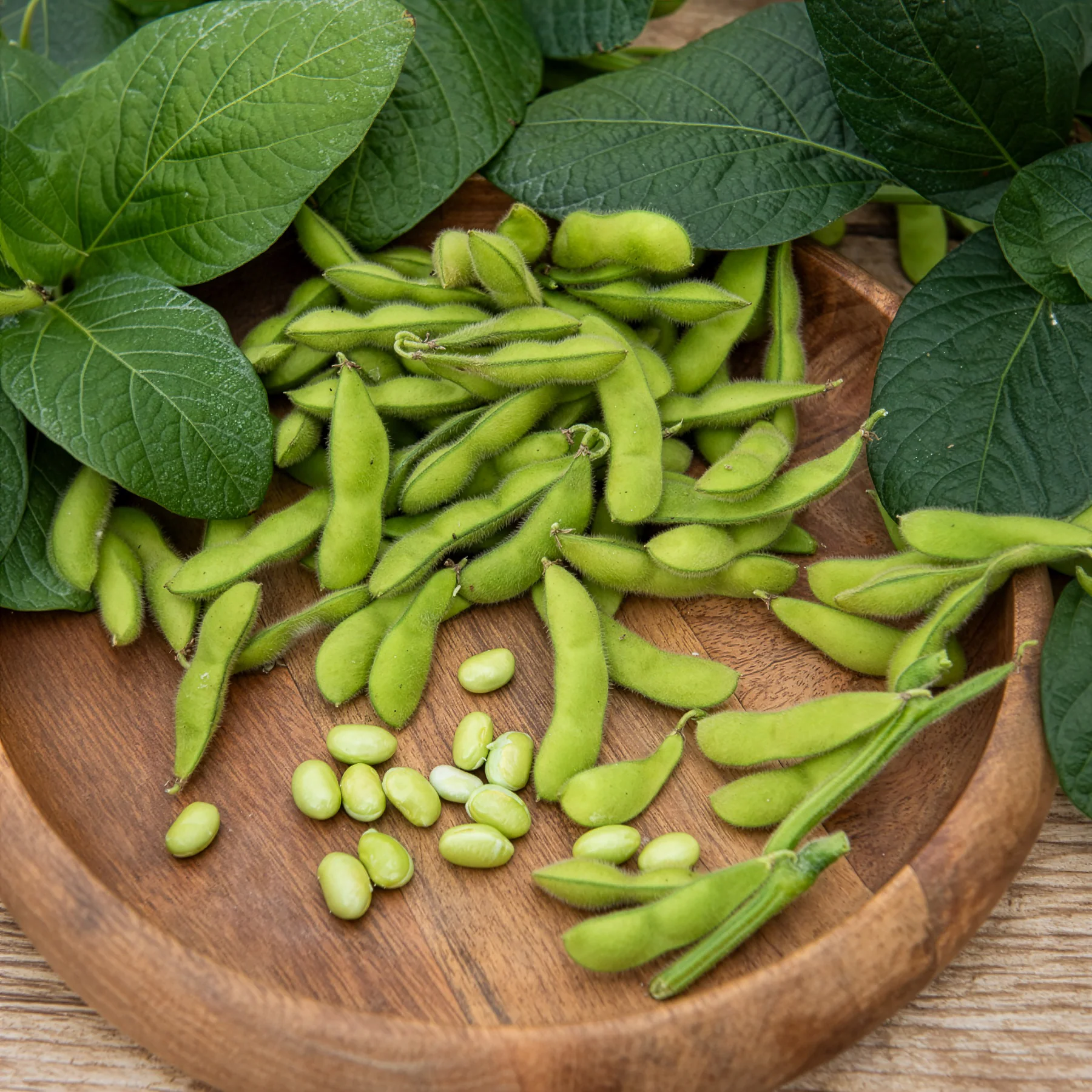Sojabohne Fiskeby V Edamame