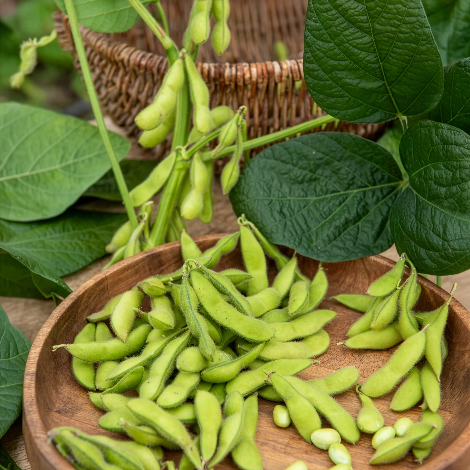 Sojabohne Fiskeby V Edamame - Image 2