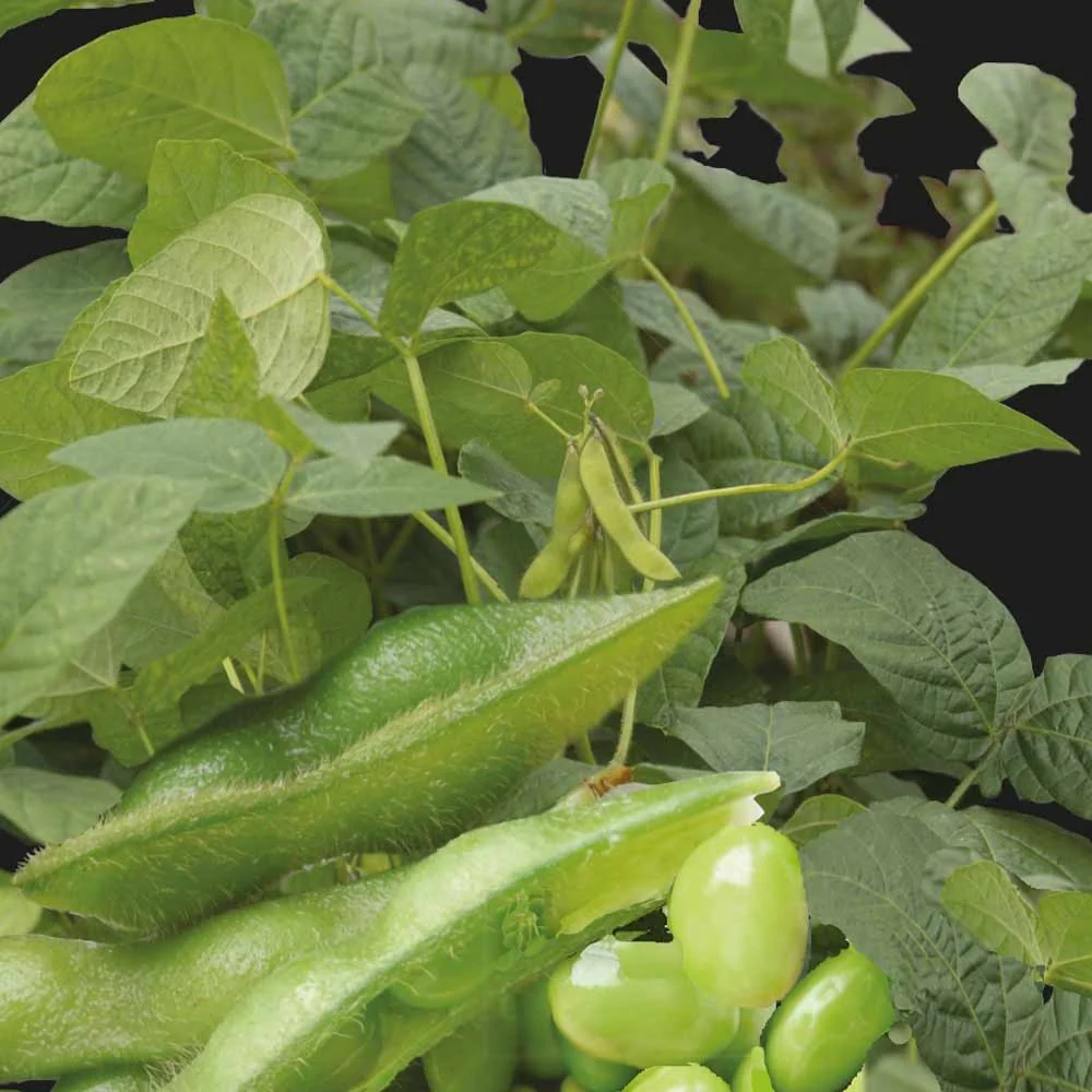 Sojabohne Fiskeby V Edamame - Image 4