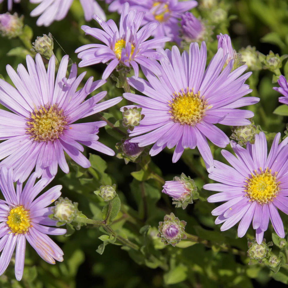 Sommer-Aster 'Rosa Erfüllung' - Image 2