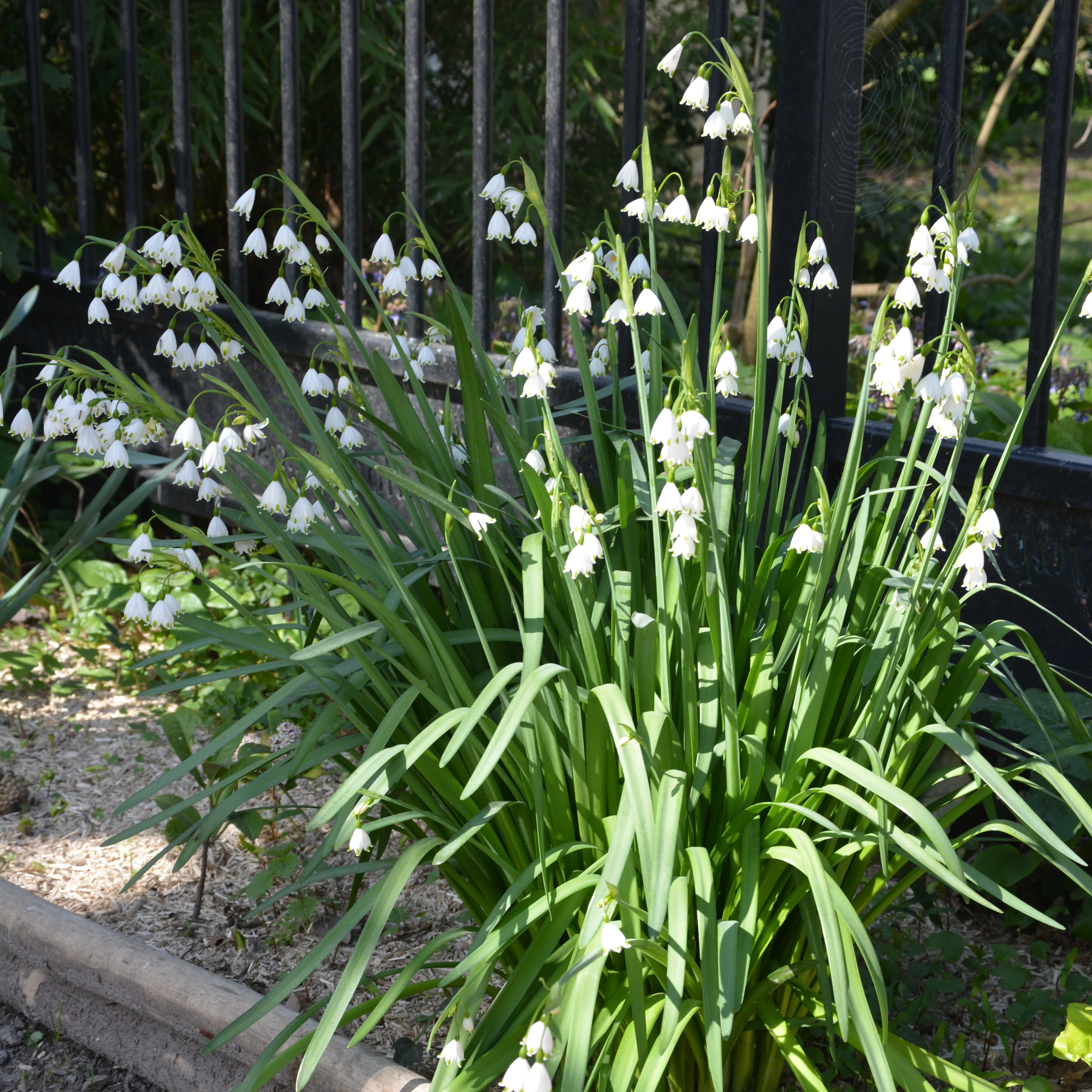 Sommer-knotenblume (x8)
