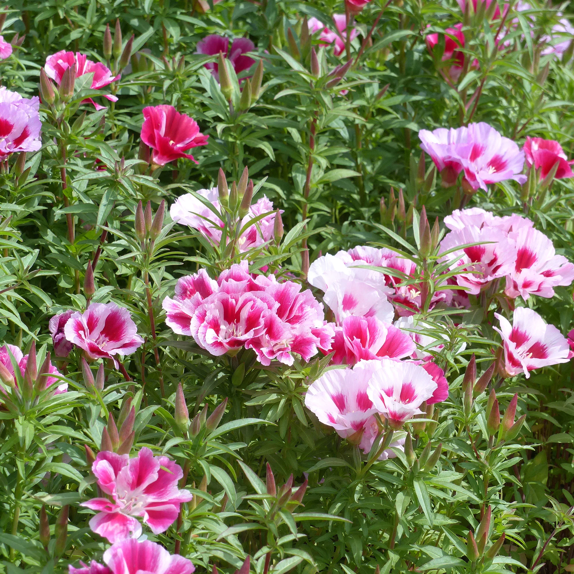 Sommerazaleen Mischung - Clarkia