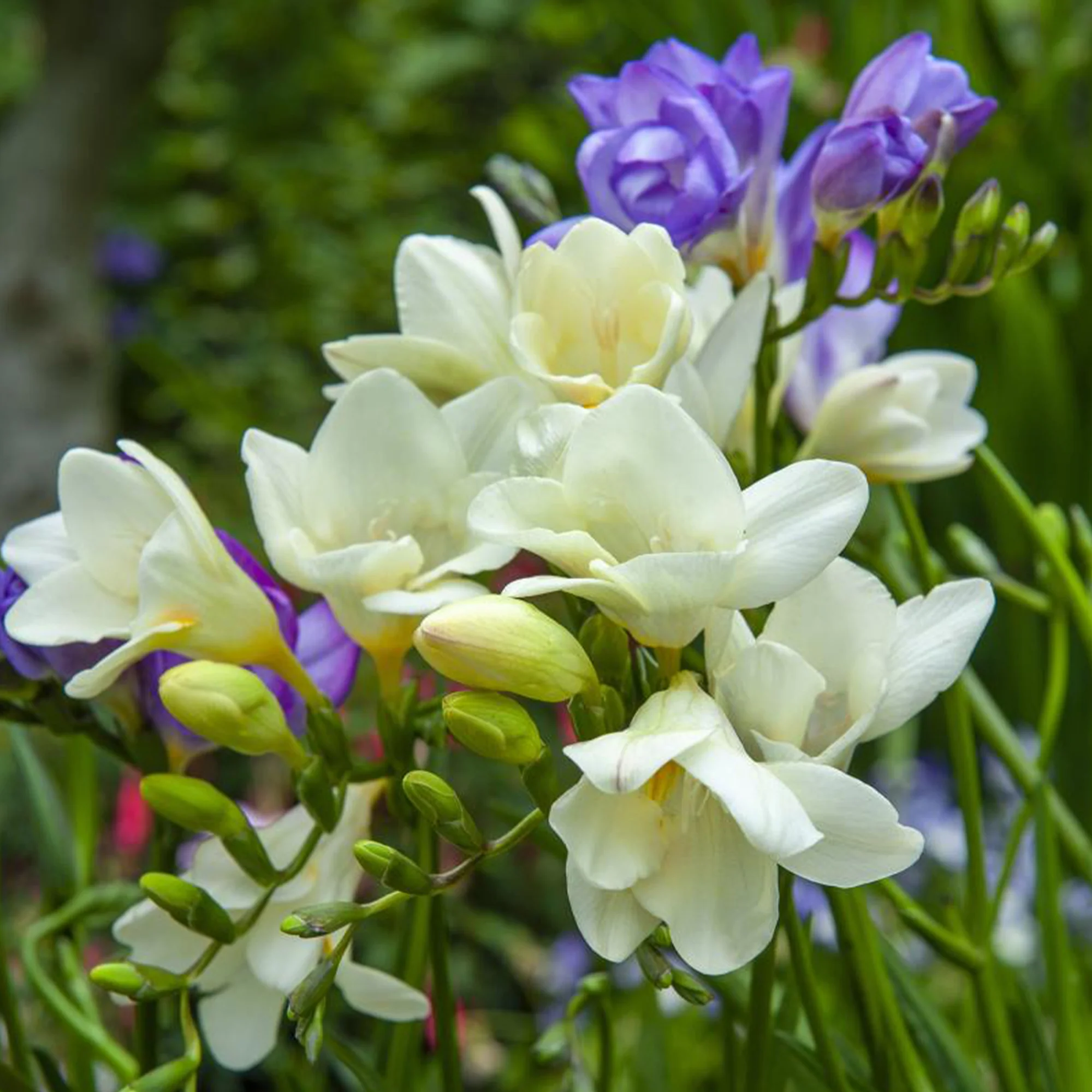 Sommerblüher-Blumenzwiebeln Mischung (x30) - Image 3