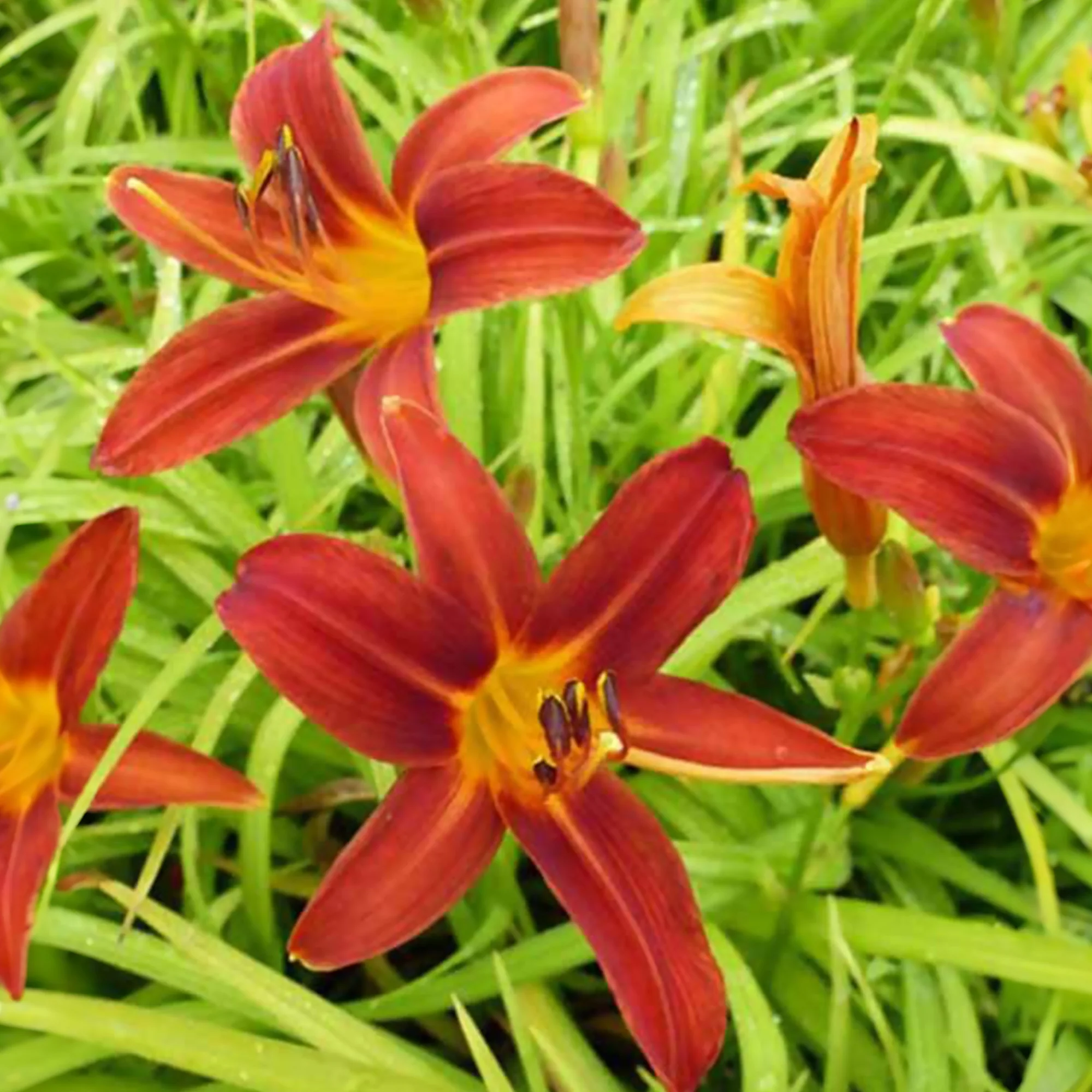 Sommerblumenbeet – Staudenmix (18 Pflanzen) - Image 8