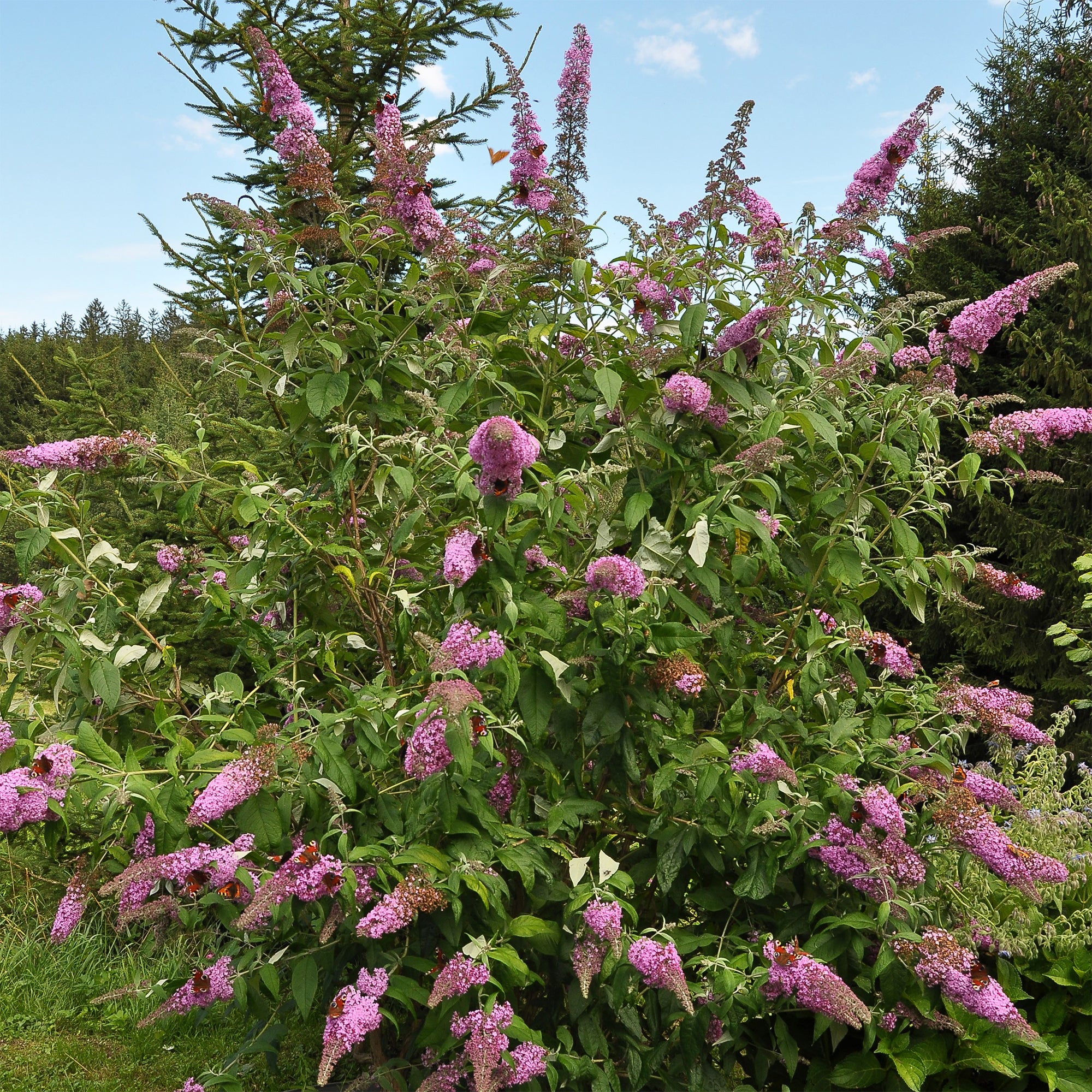 Sommerflieder Flower Power - Image 2