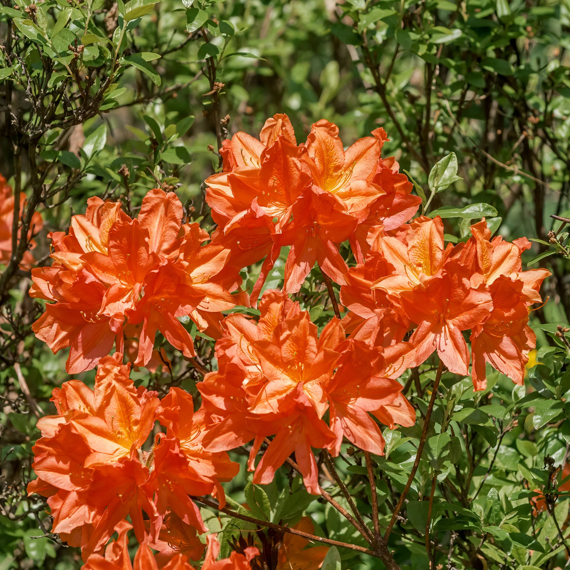 Sommergrüne Azalee 'Glowing Embers'