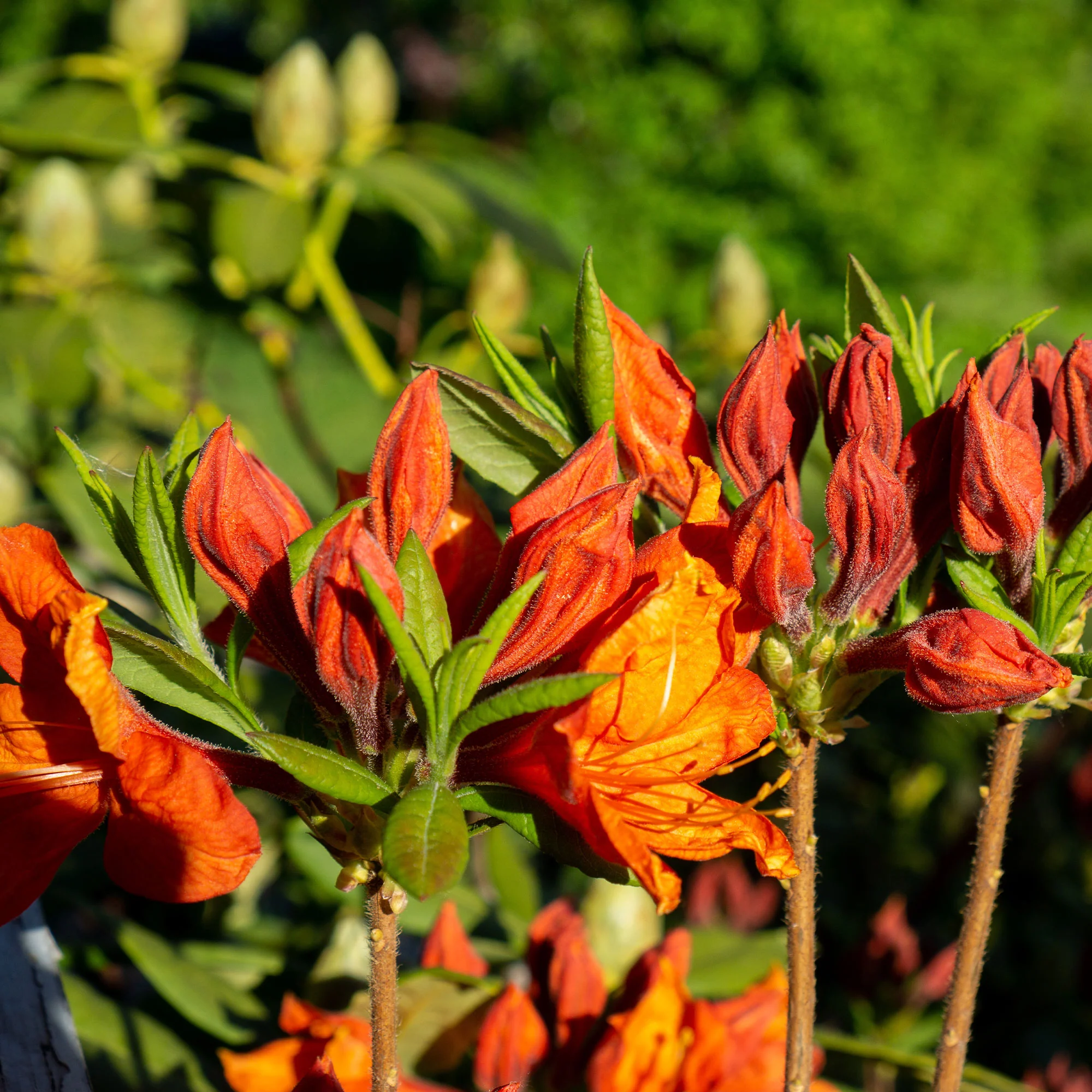 Sommergrüne Azalee 'Glowing Embers' - Image 2
