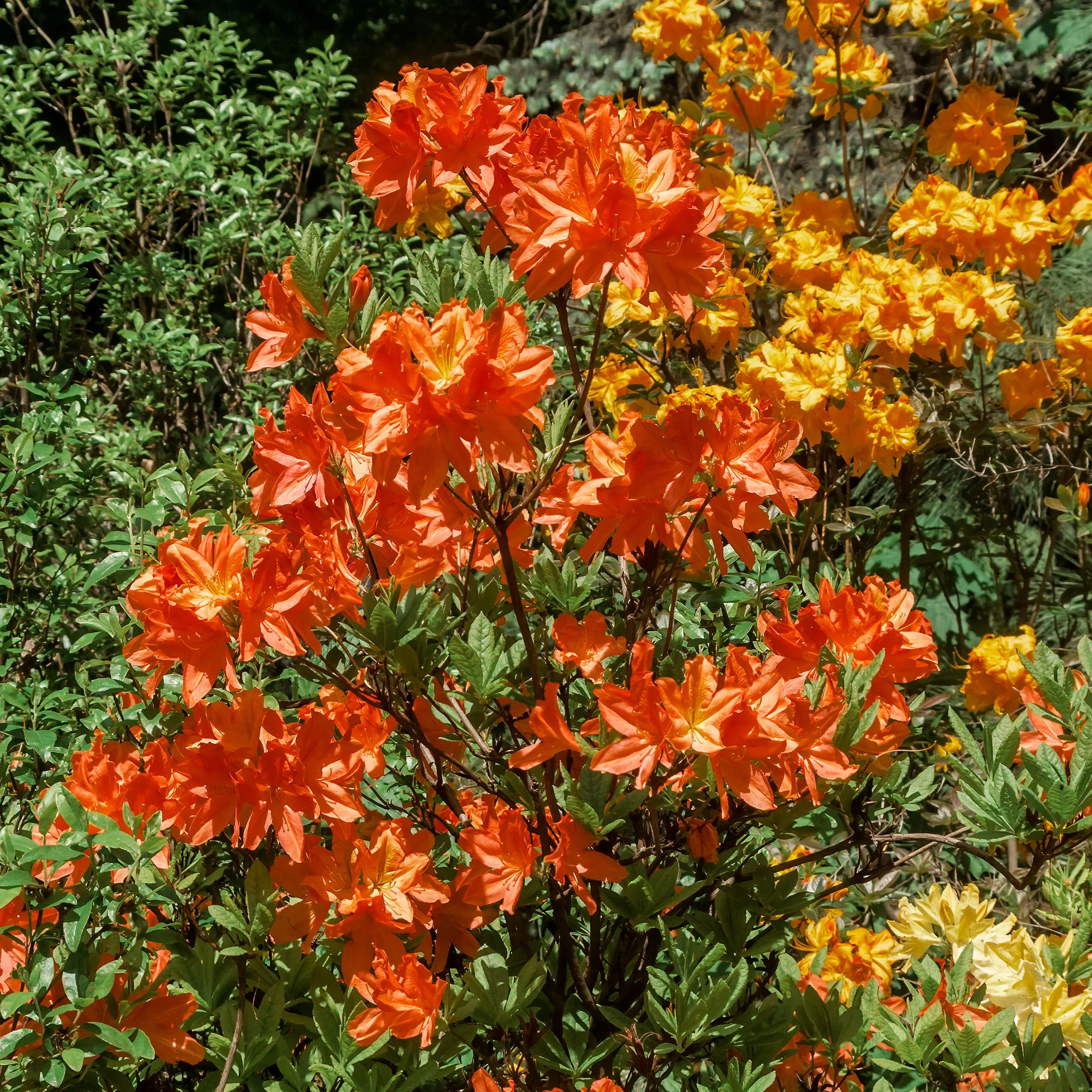 Sommergrüne Azalee 'Glowing Embers' - Image 3