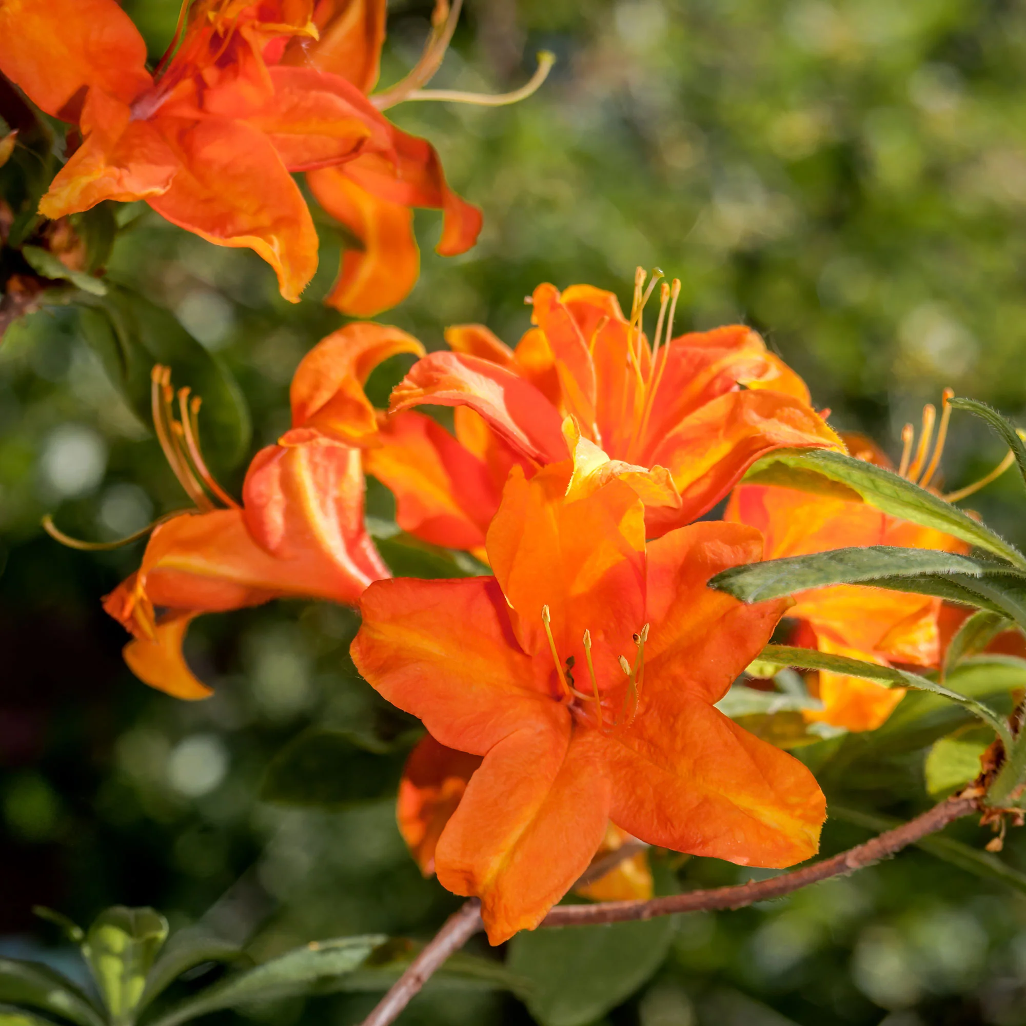 Sommergrüne Azalee 'Glowing Embers' - Image 4