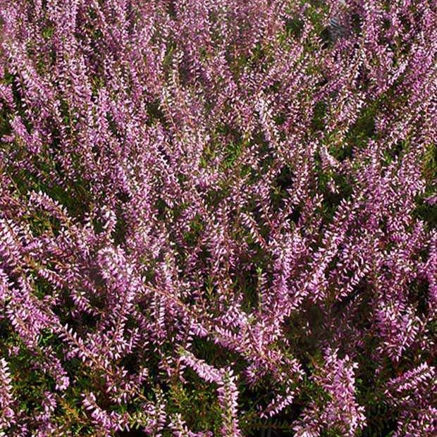 Sommerheide Marlies - Image 3