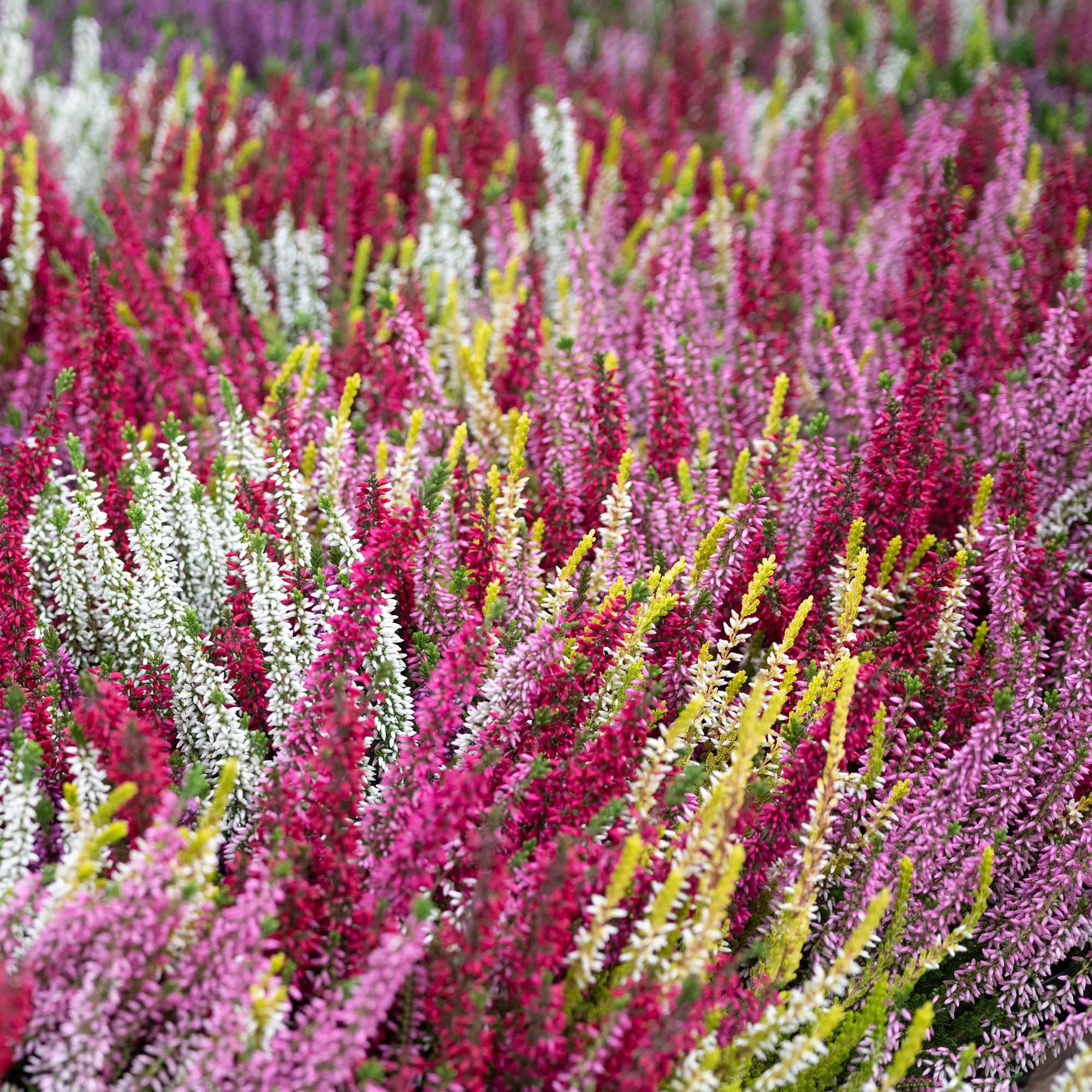 Sommerheide Mischung (x6) - Image 8