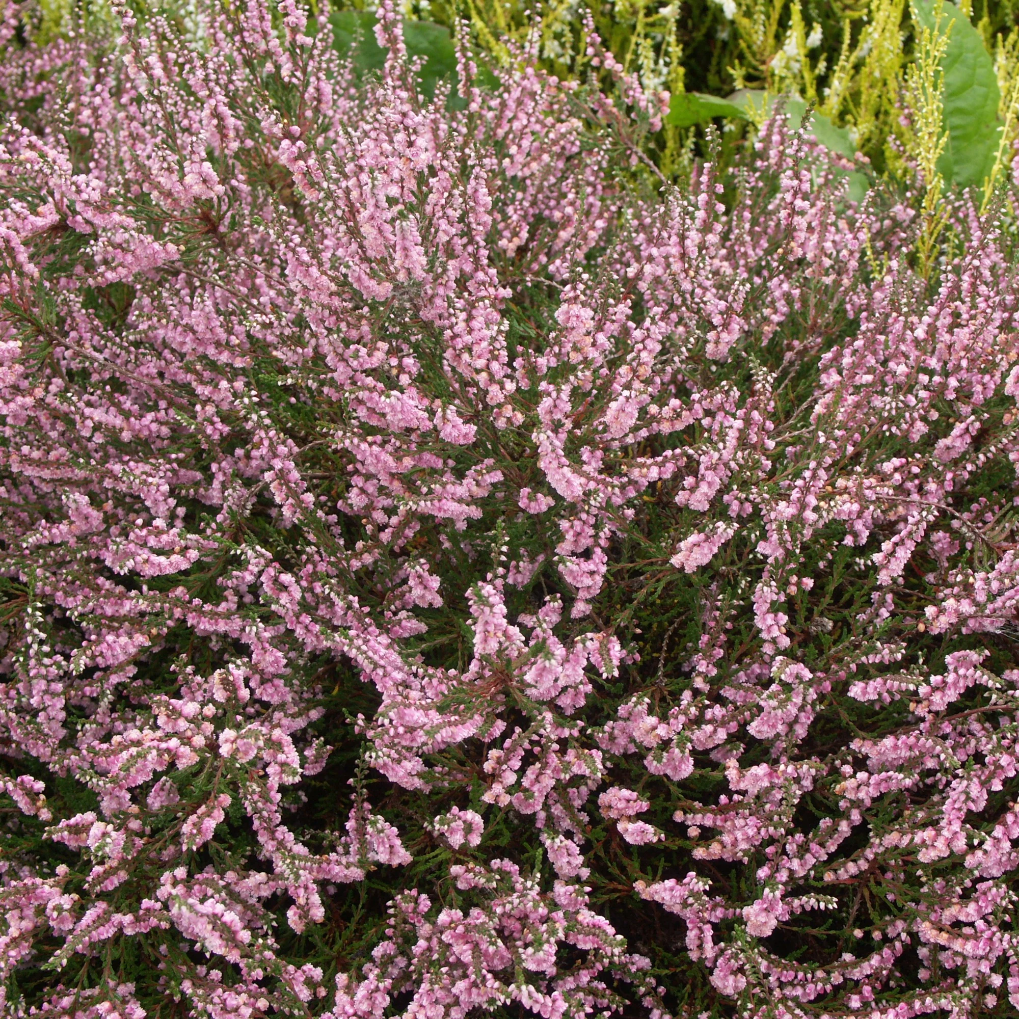 Sommerheide rosa, grünlaubig (x3) - Image 3