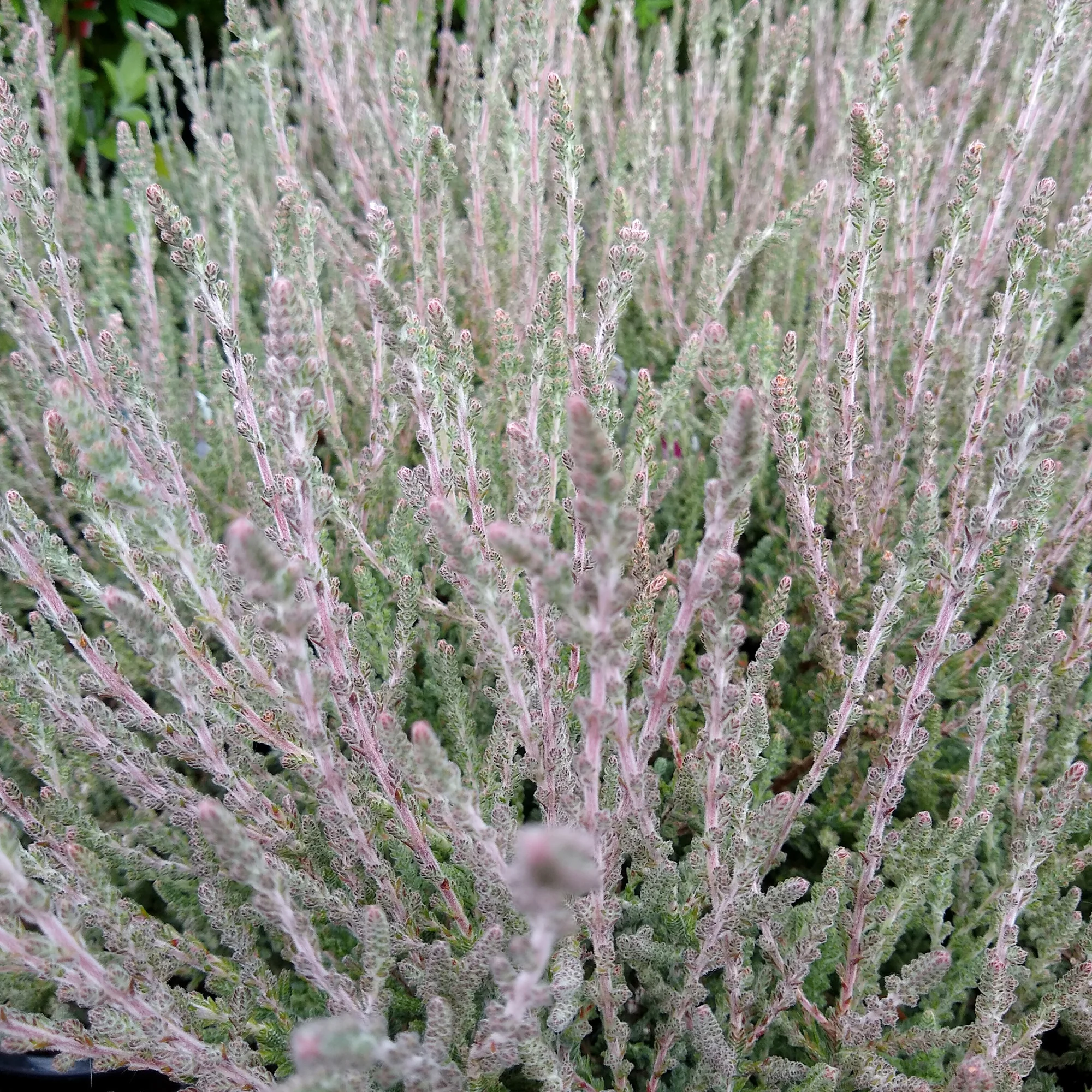 Sommerheide 'Silver Knight' - Image 3