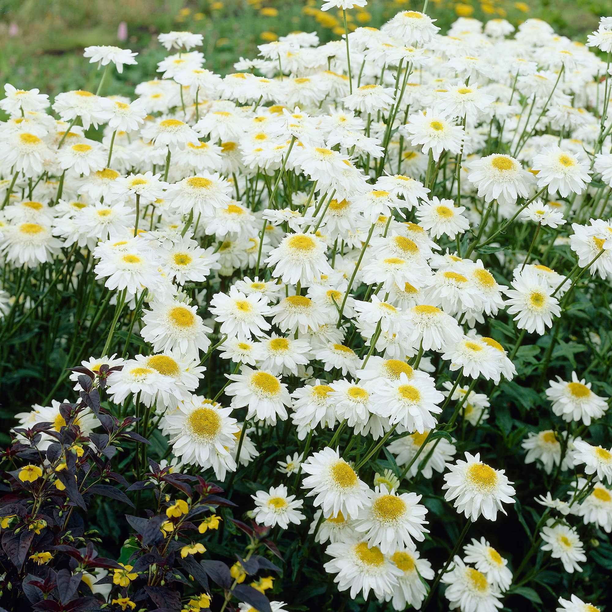 Sommermargerite 'Wirral Supreme' - Image 4