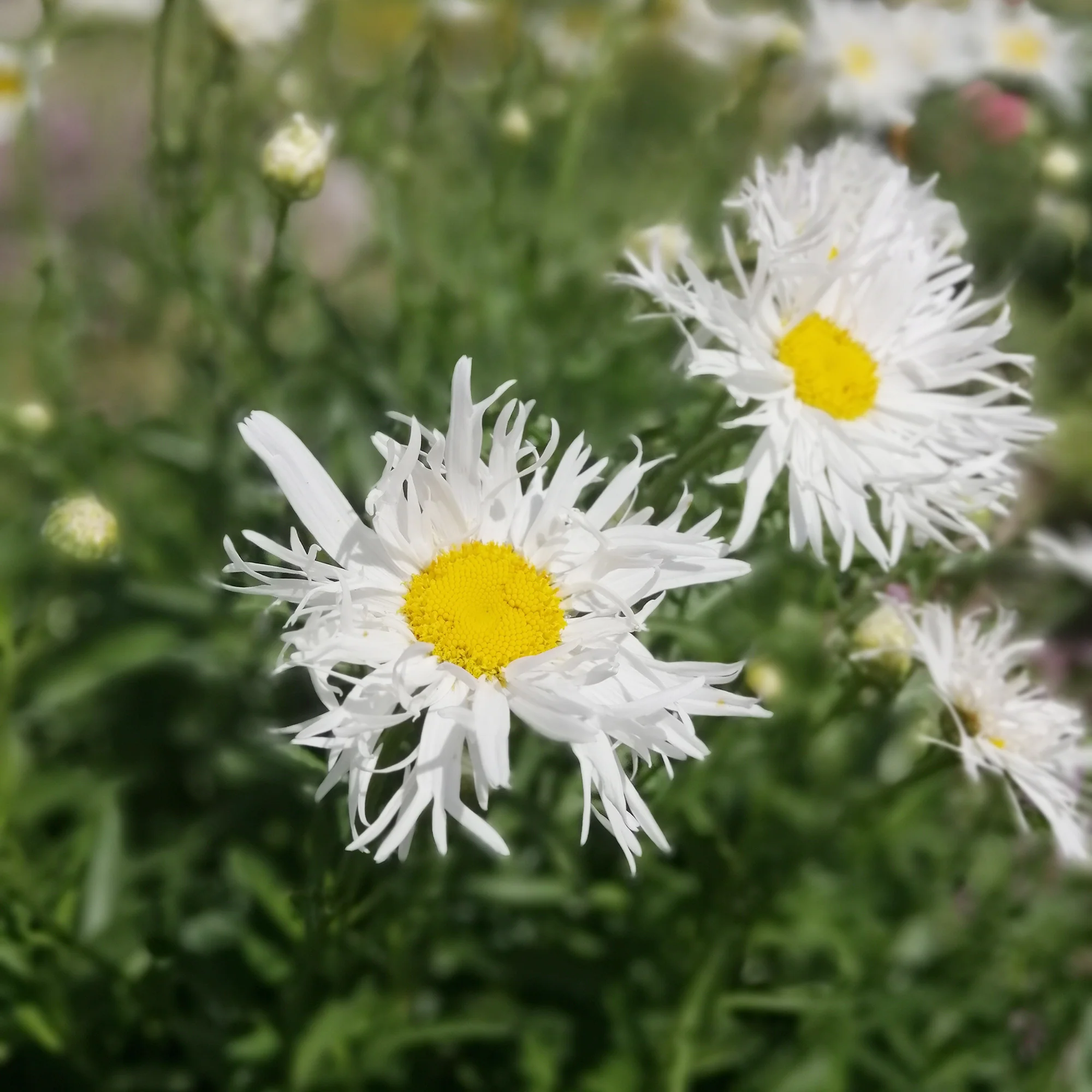 Sommermargeriten ‘Old Court’ (x3)