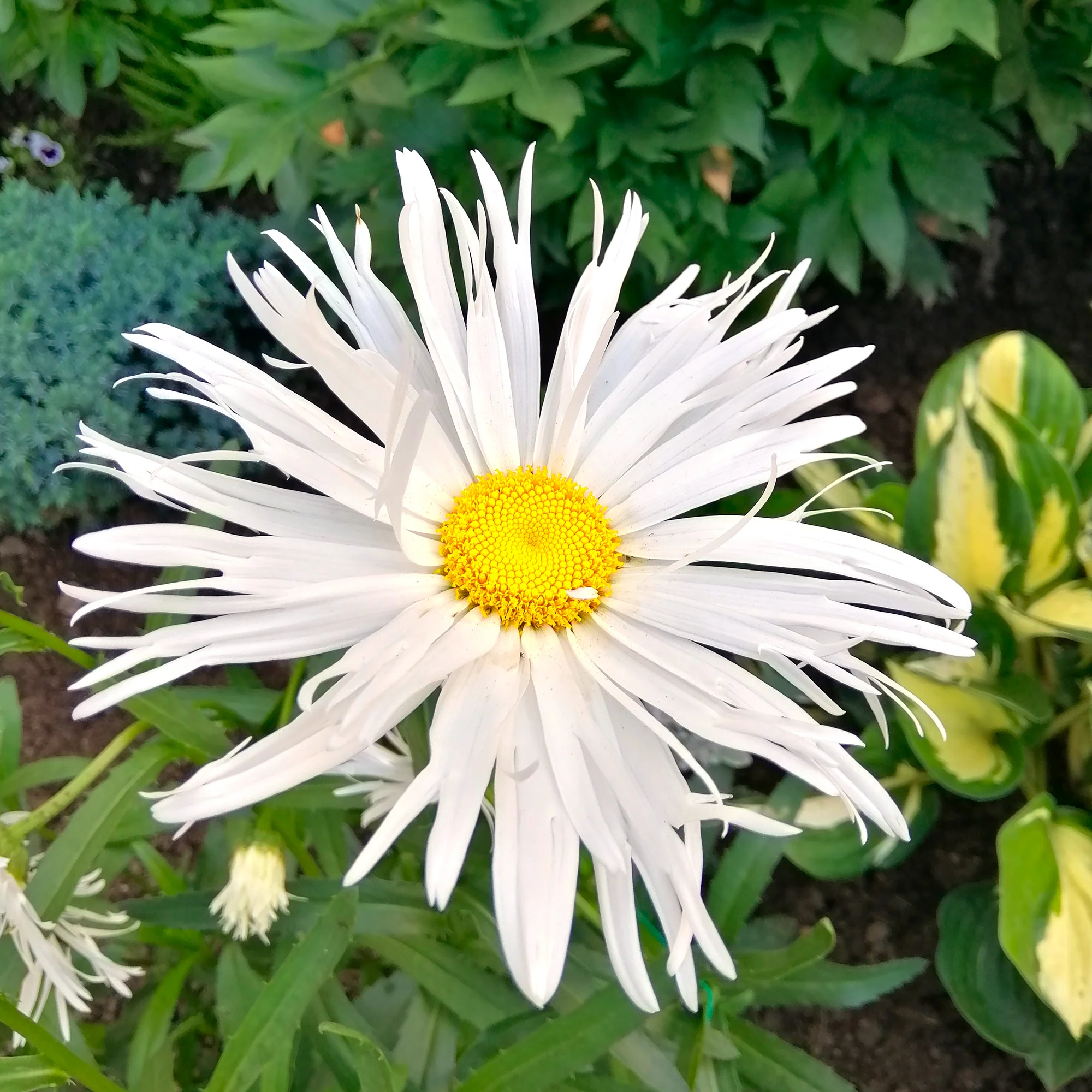 Sommermargeriten ‘Old Court’ (x3) - Image 2