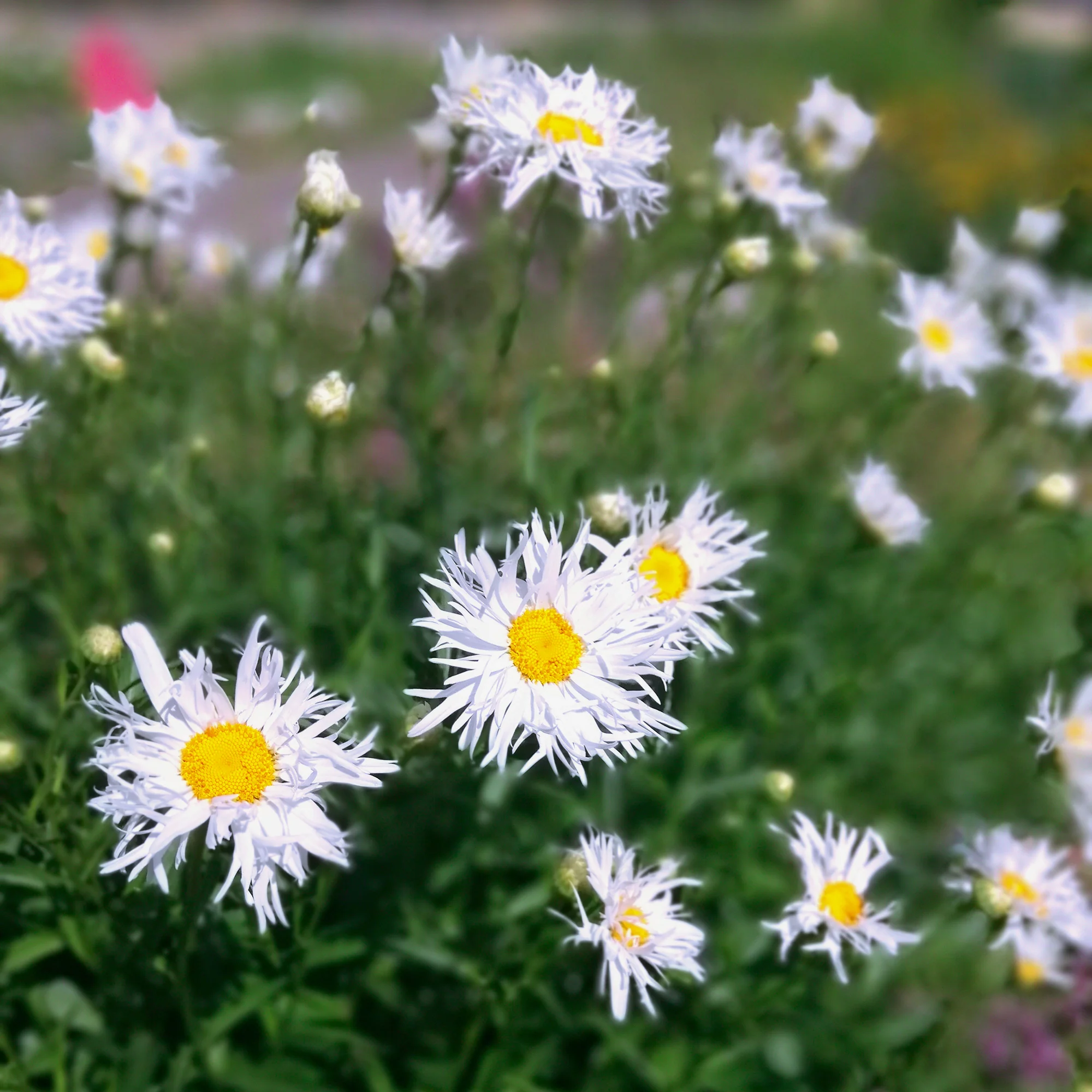 Sommermargeriten ‘Old Court’ (x3) - Image 3