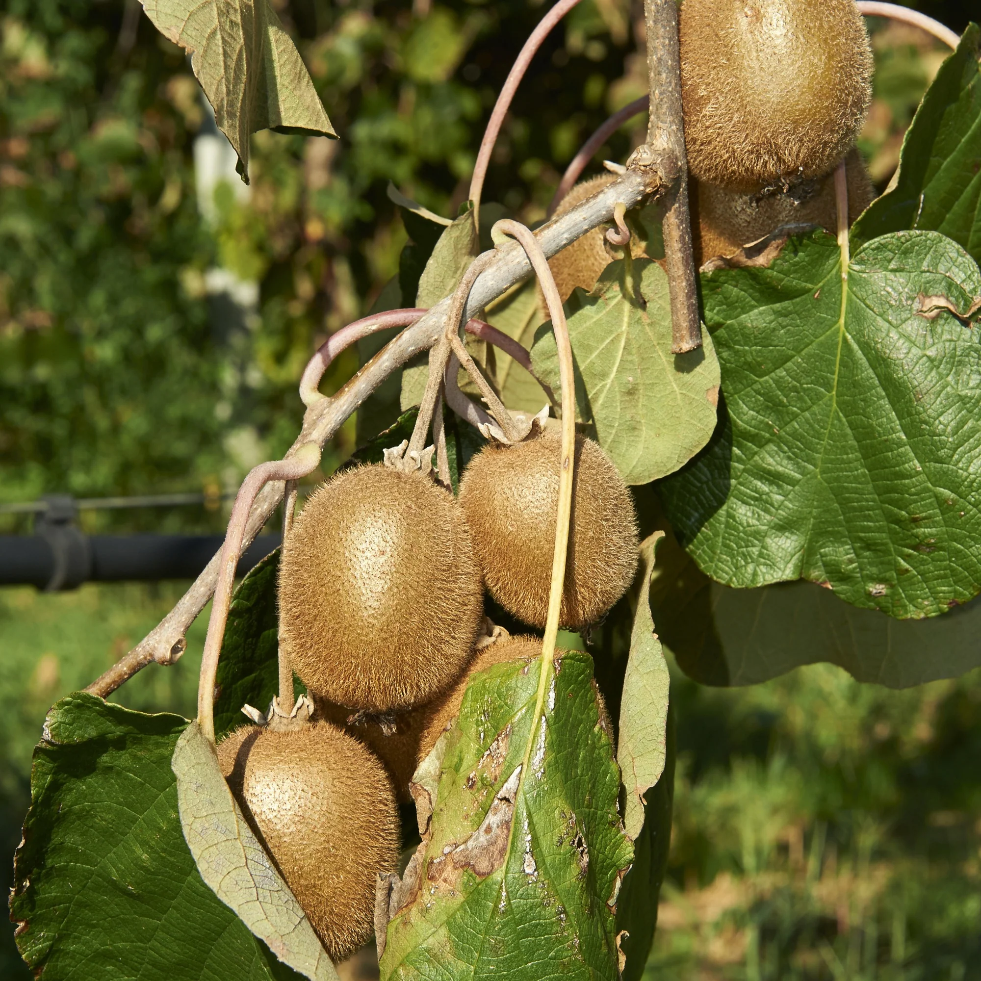 Sommerobst-Kollektion (Feige, Maulbeere, Kiwi) - Image 2