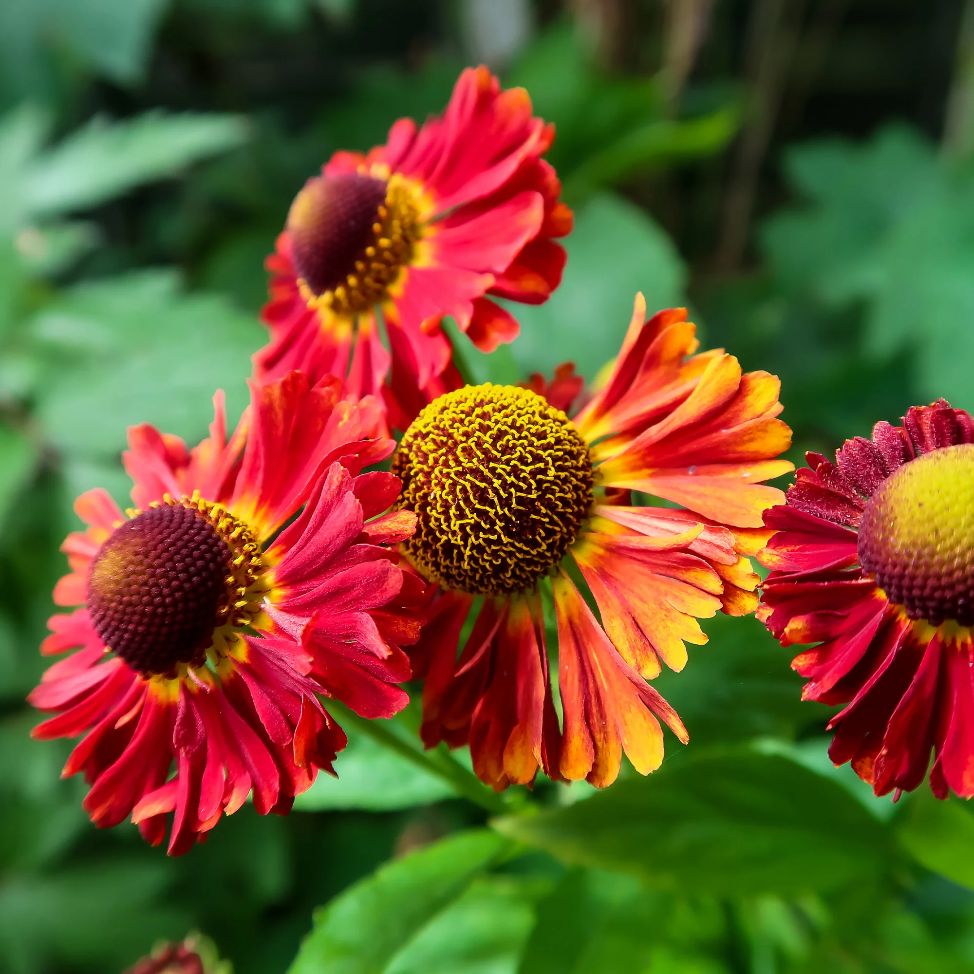 Sonnenbraut 'Red Jewel'