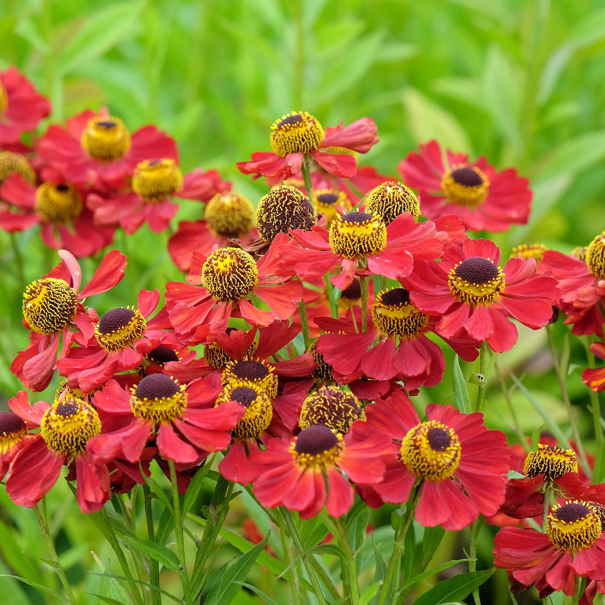 Sonnenbraut 'Red Jewel' - Image 2